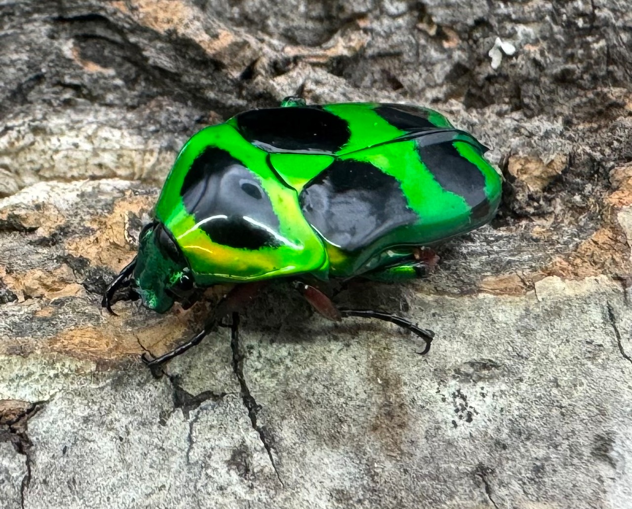 【WD】《マックレーツヤカナブン ペア》