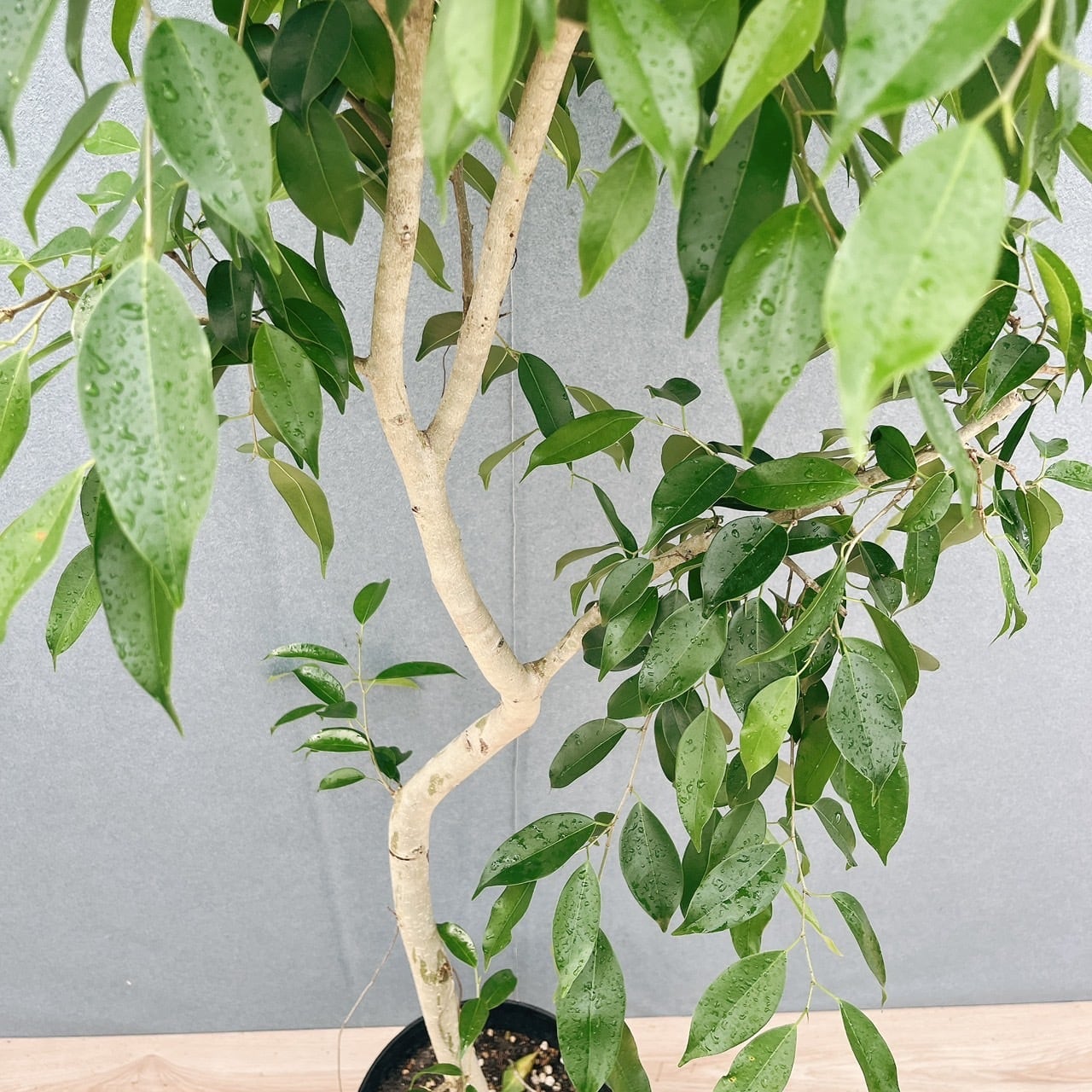 現品］【珍しい】2番 フィカス ベンジャミン ヌダ 9号 観葉植物 大型