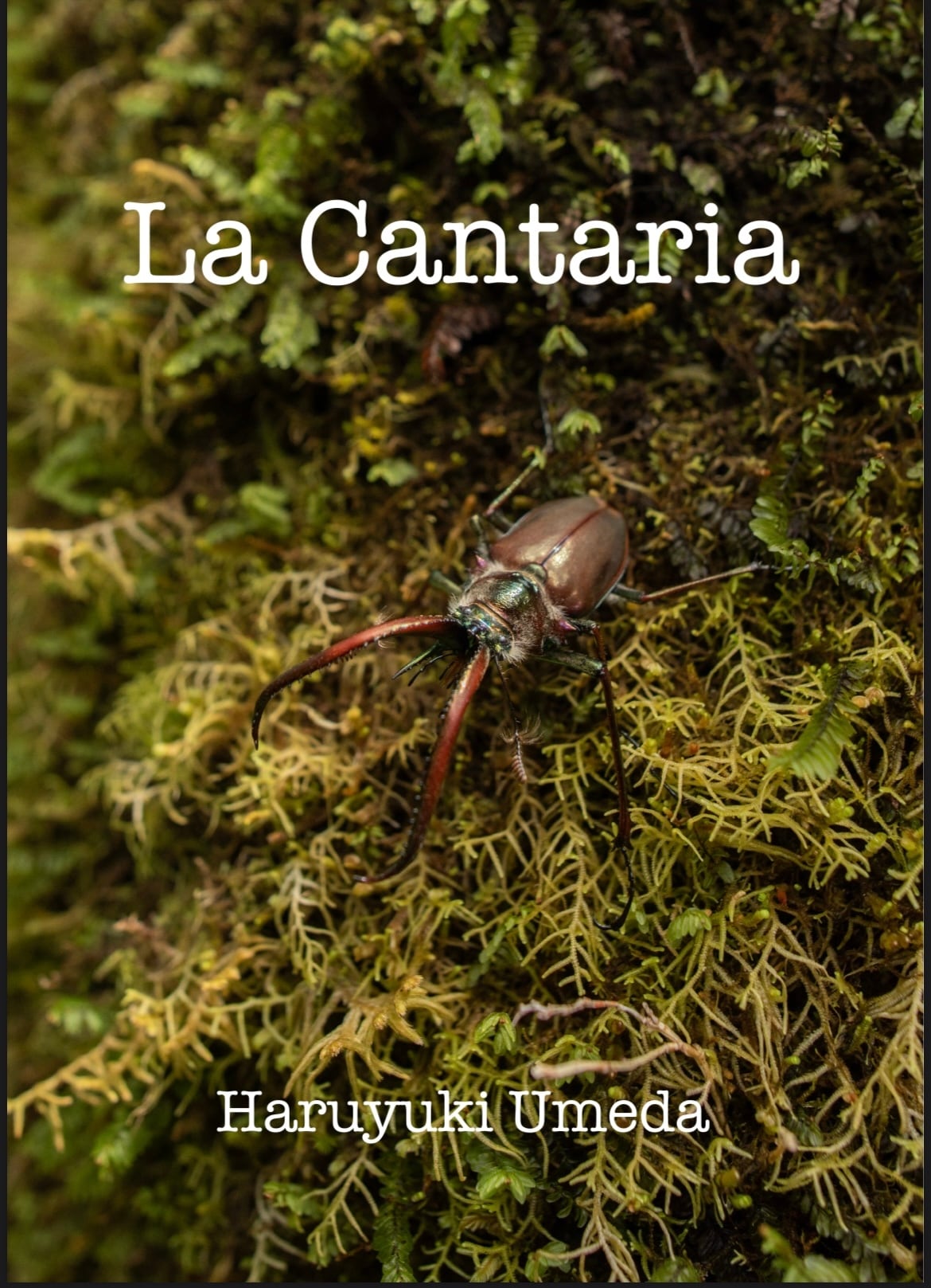 La Cantaria （チリクワガタ観察記） | Cantaria