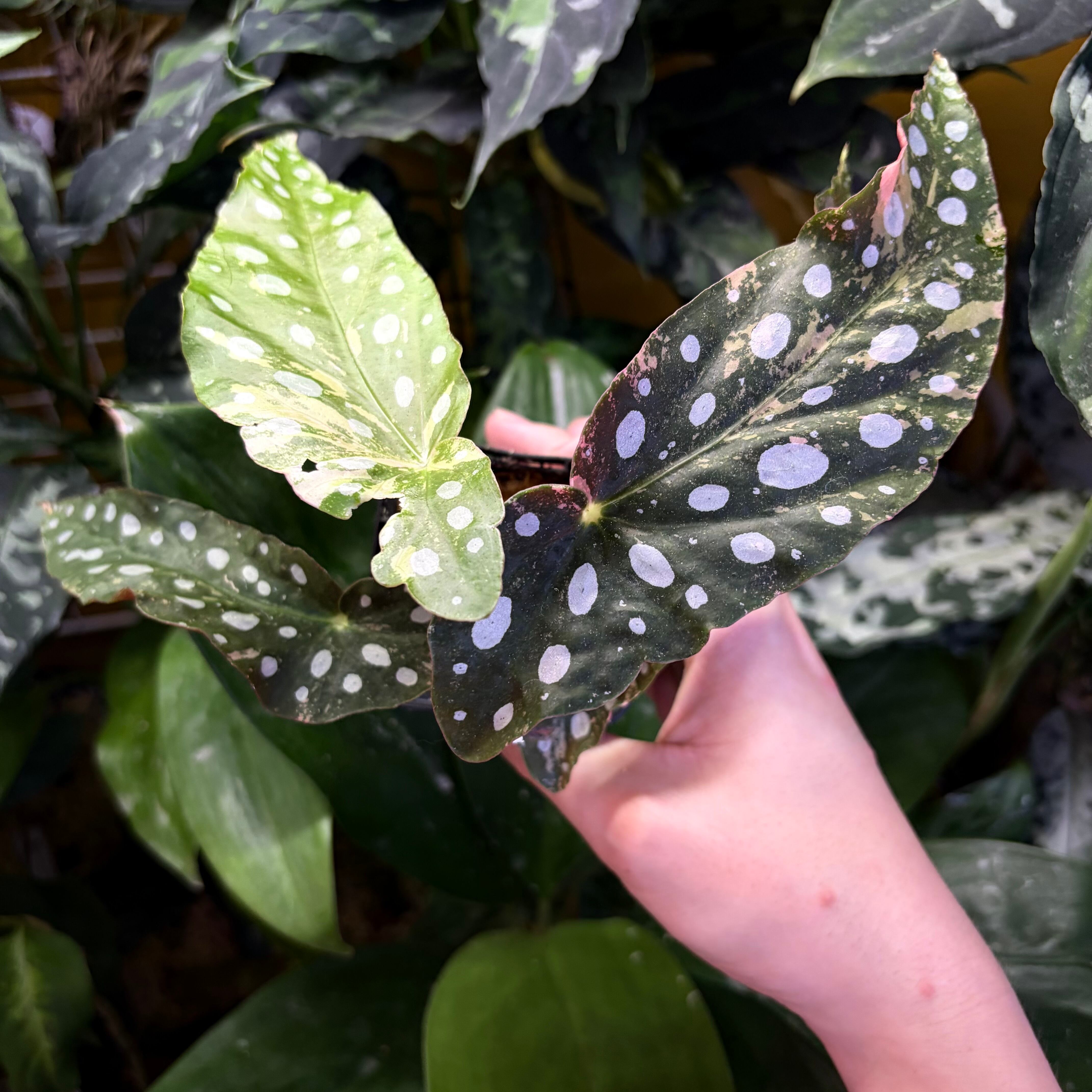 Begonia maculata 'Pink Variegated' | 熱帯雨林植物専門店 トイ吉園芸