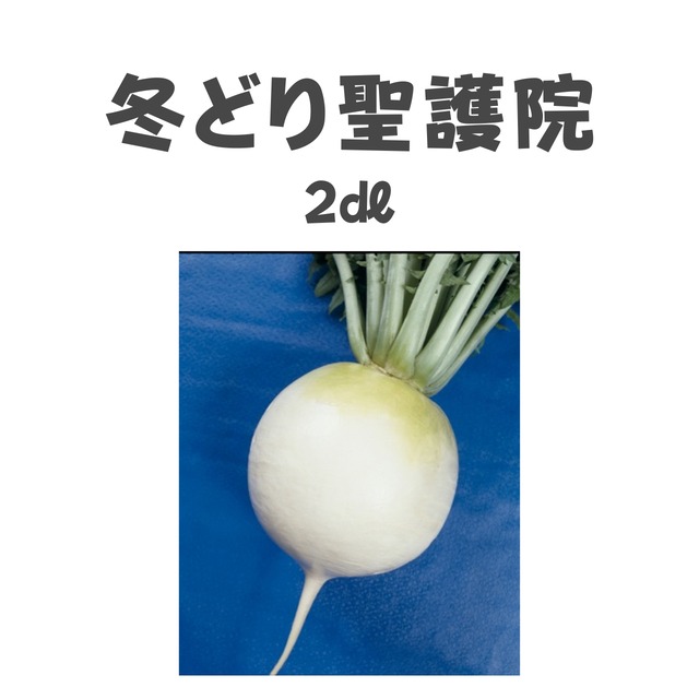 冬どり聖護院　ダイコン種子・2dl