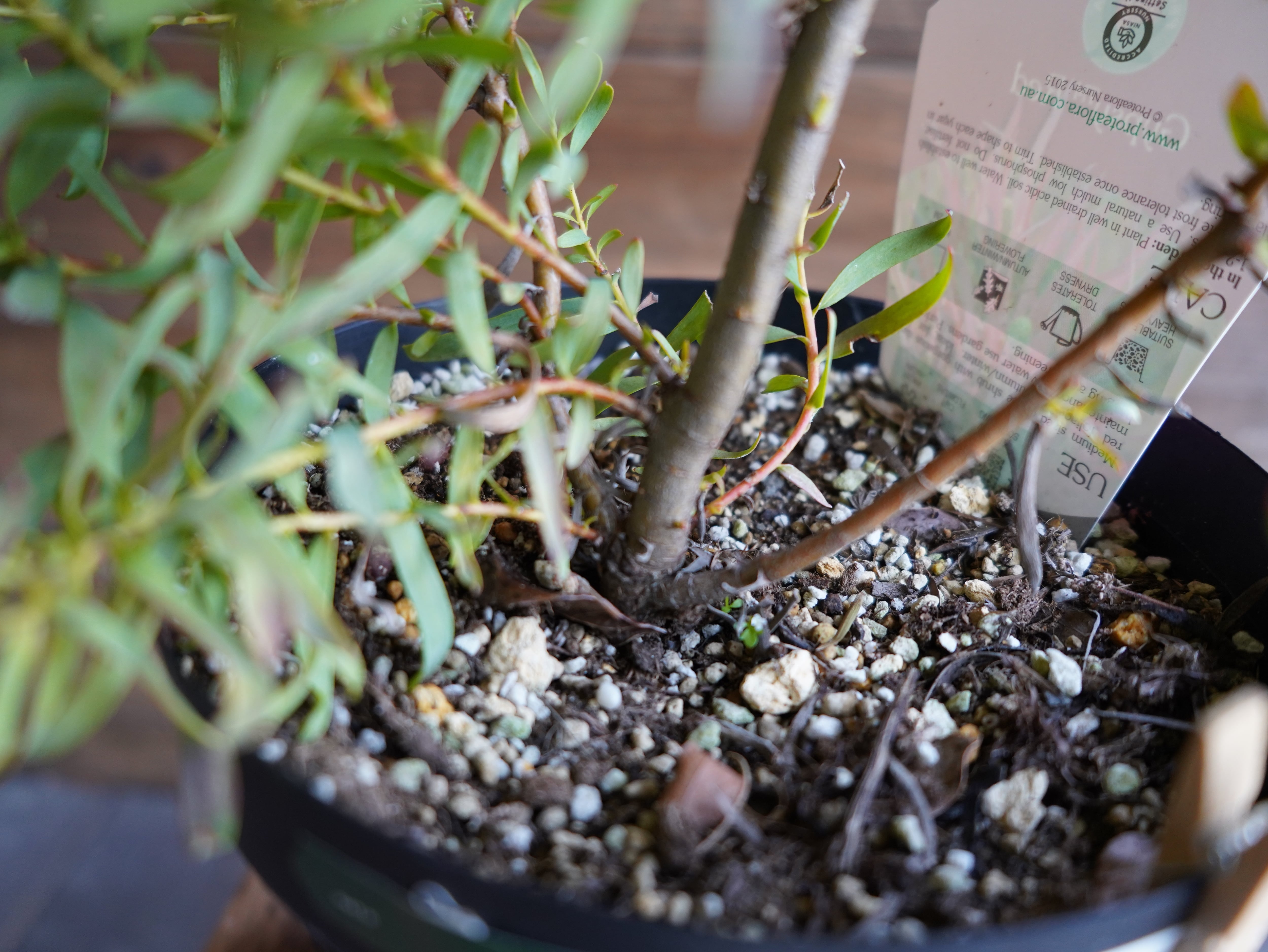 【現物】リューカデンドロン　”Gypsy Red”　６号