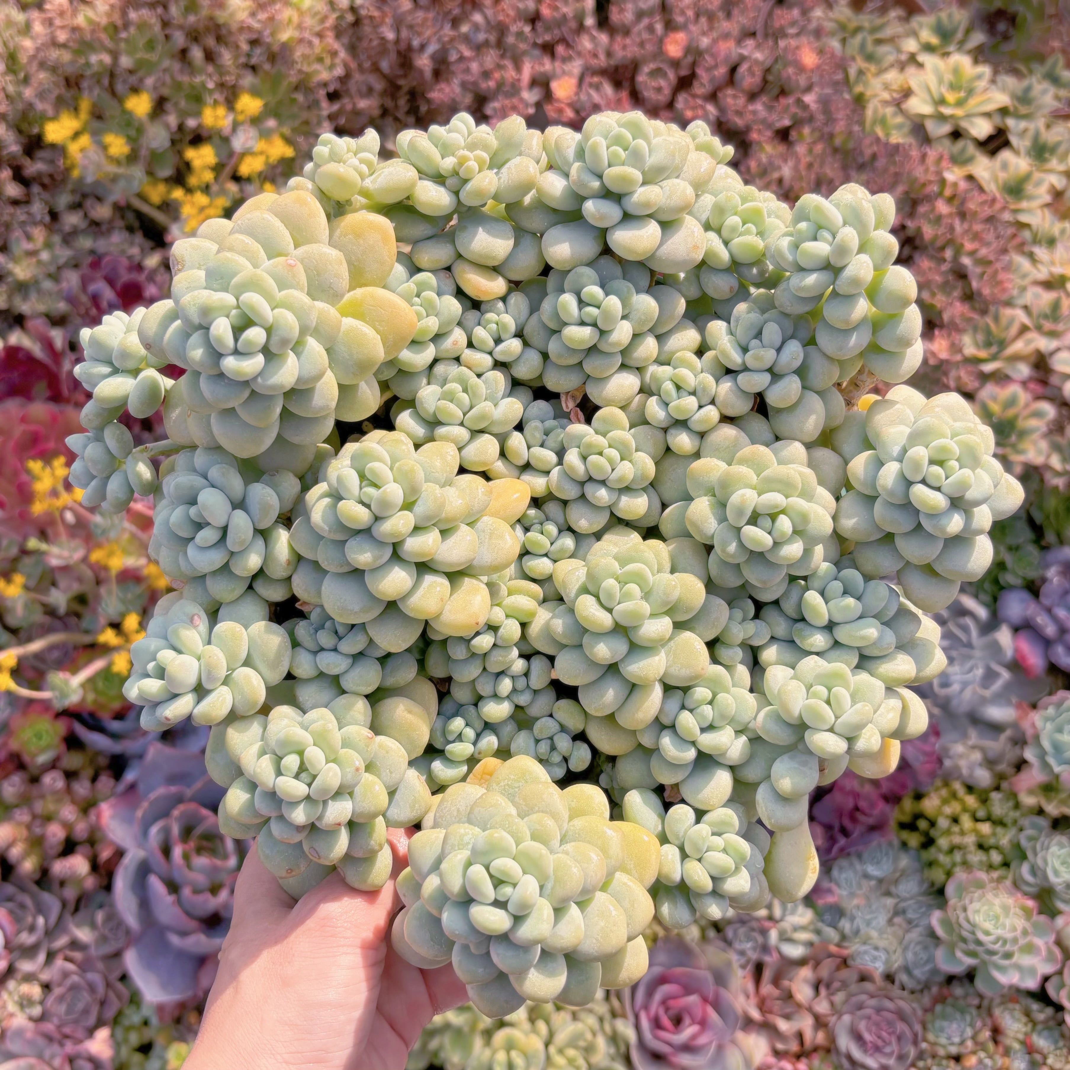 現品　マカロンxロココ#526　特特大群生　理想的な株姿  るる農園