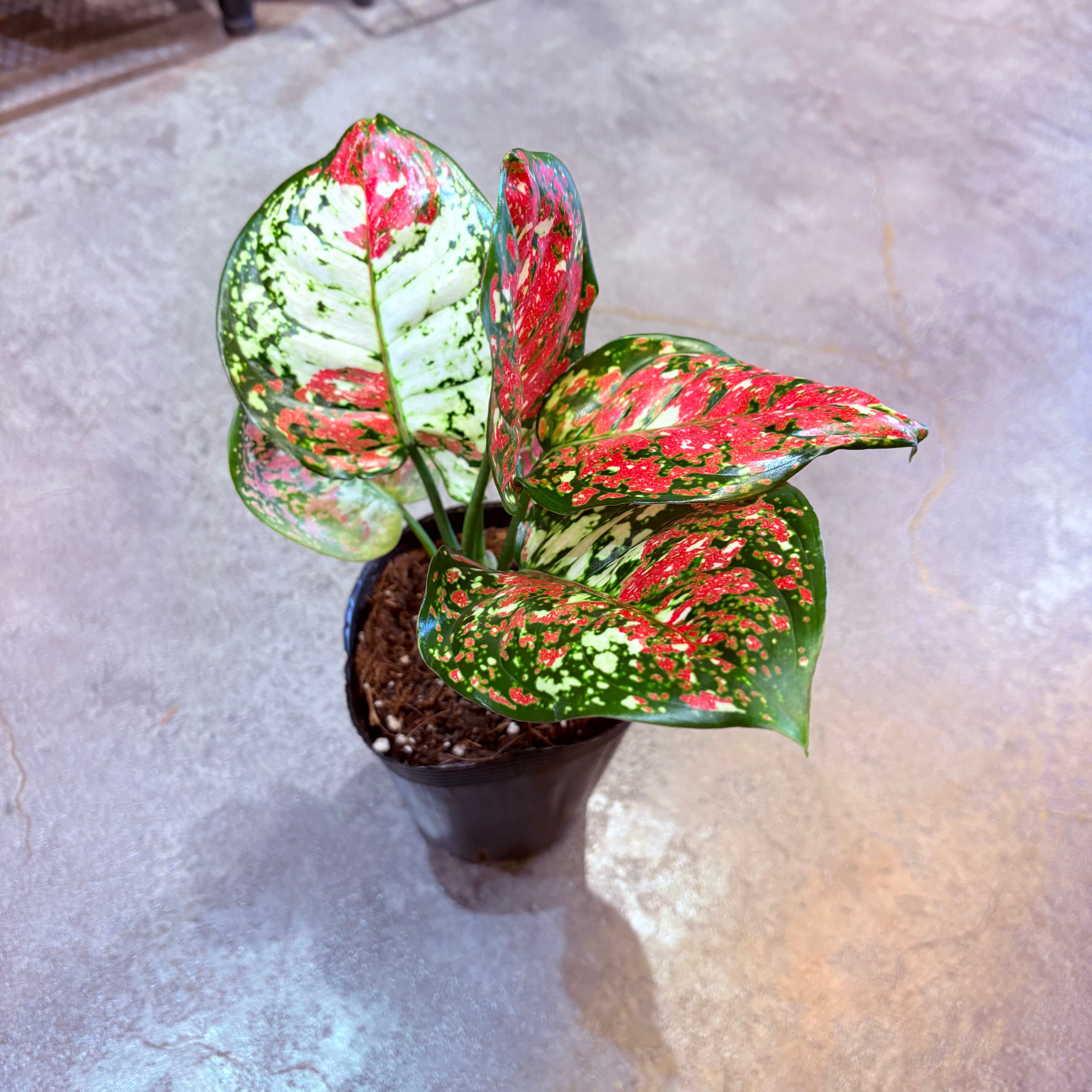 アグラオネマ アンヤマニートリカラー 3.5号 C | Green Vibes 宇都宮市