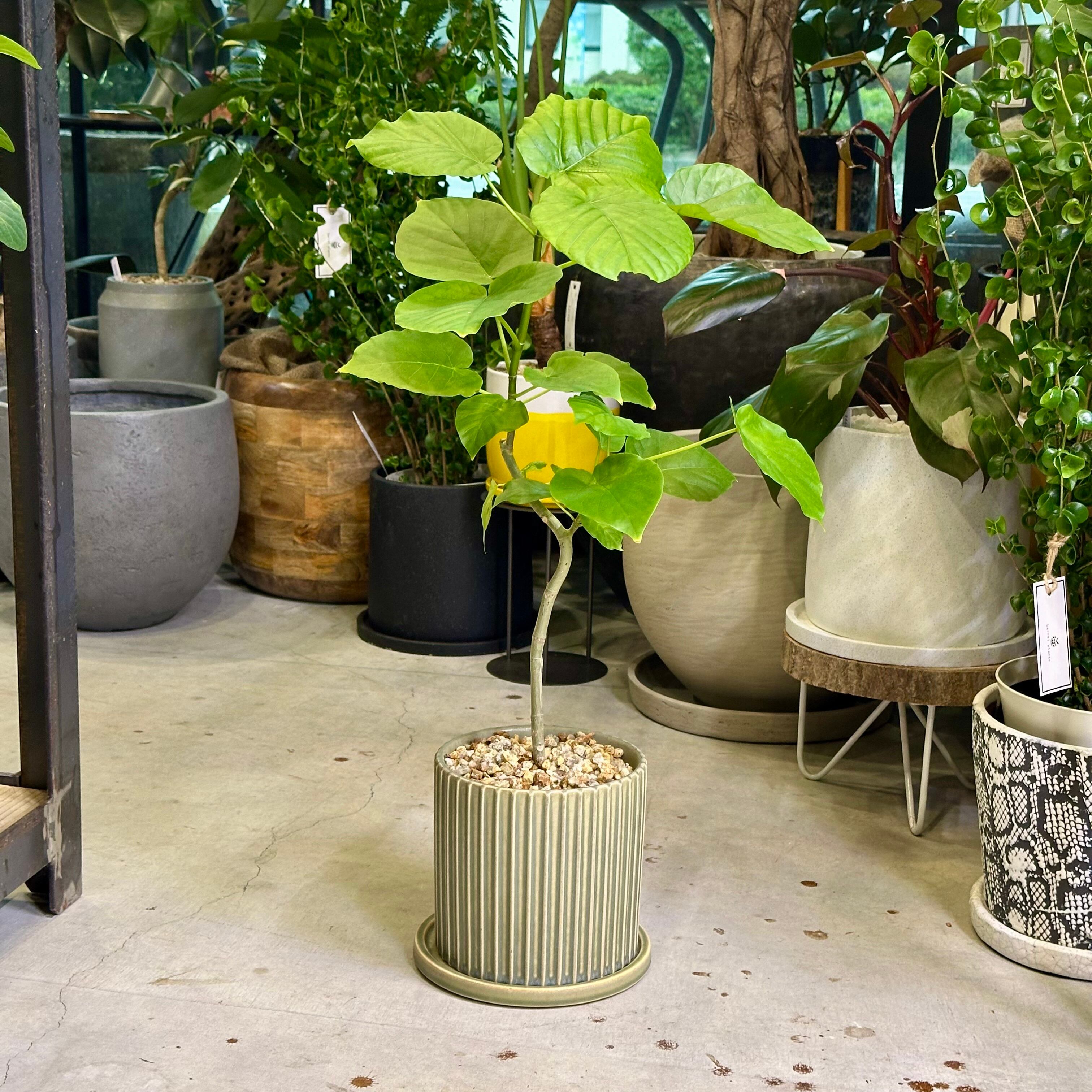 フィカス・ソフィア | barrelplants_BONSAI