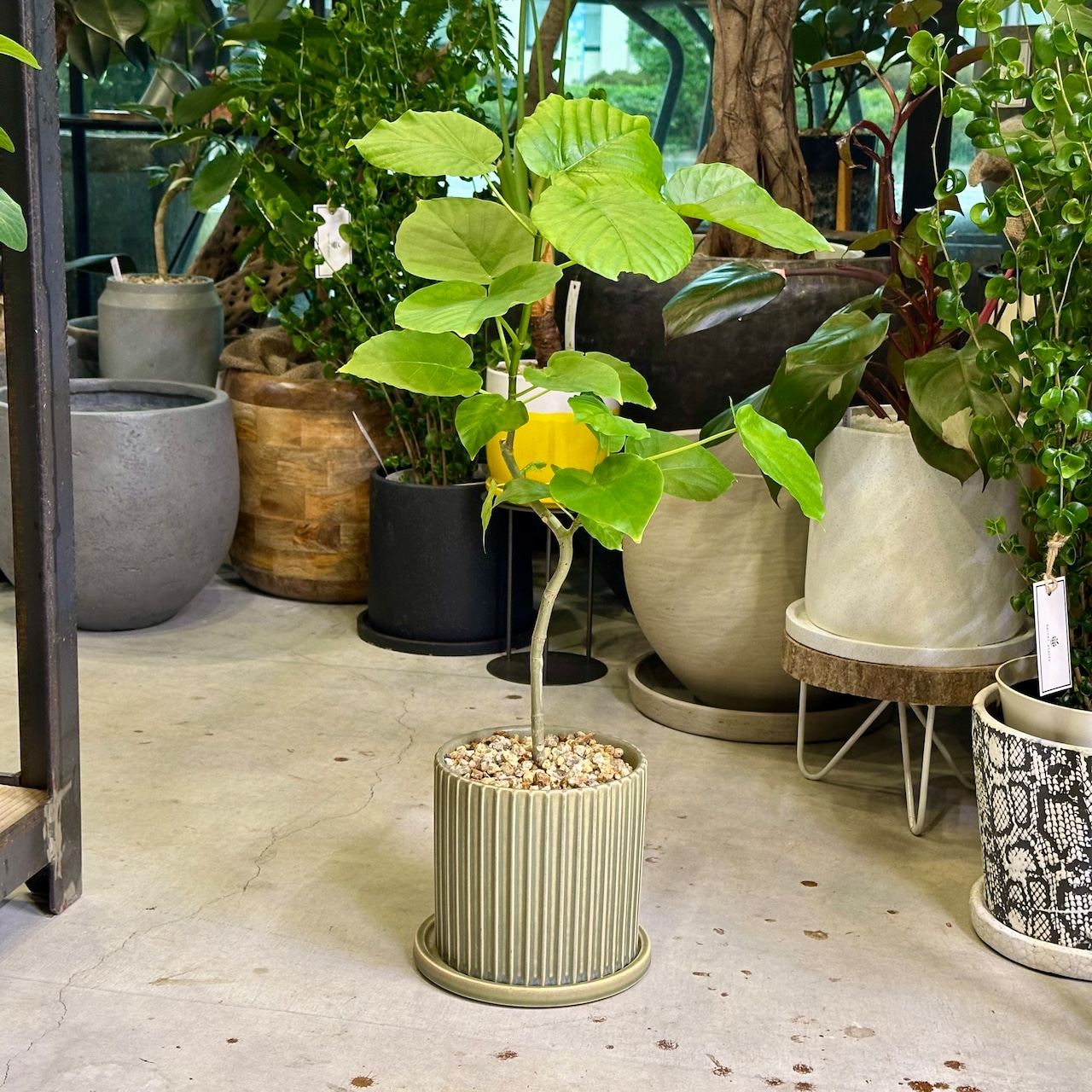 フィカス・ウンベラータ