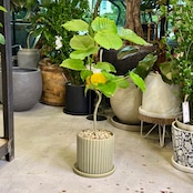 フィカス・ウンベラータ