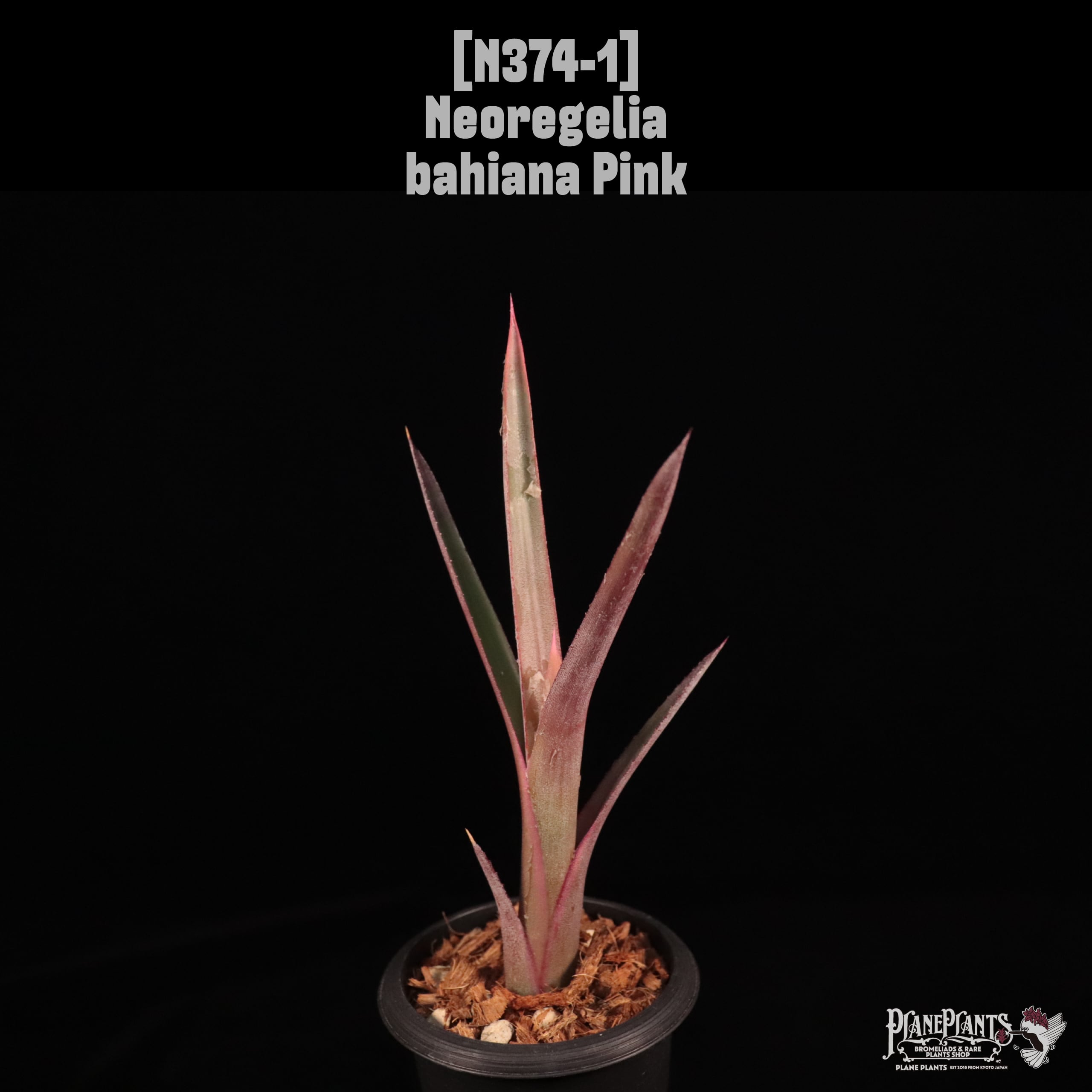 Neoregelia bahiana Pink〔ネオレゲリア〕N374-1
