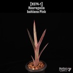 Neoregelia bahiana Pink〔ネオレゲリア〕N374-1