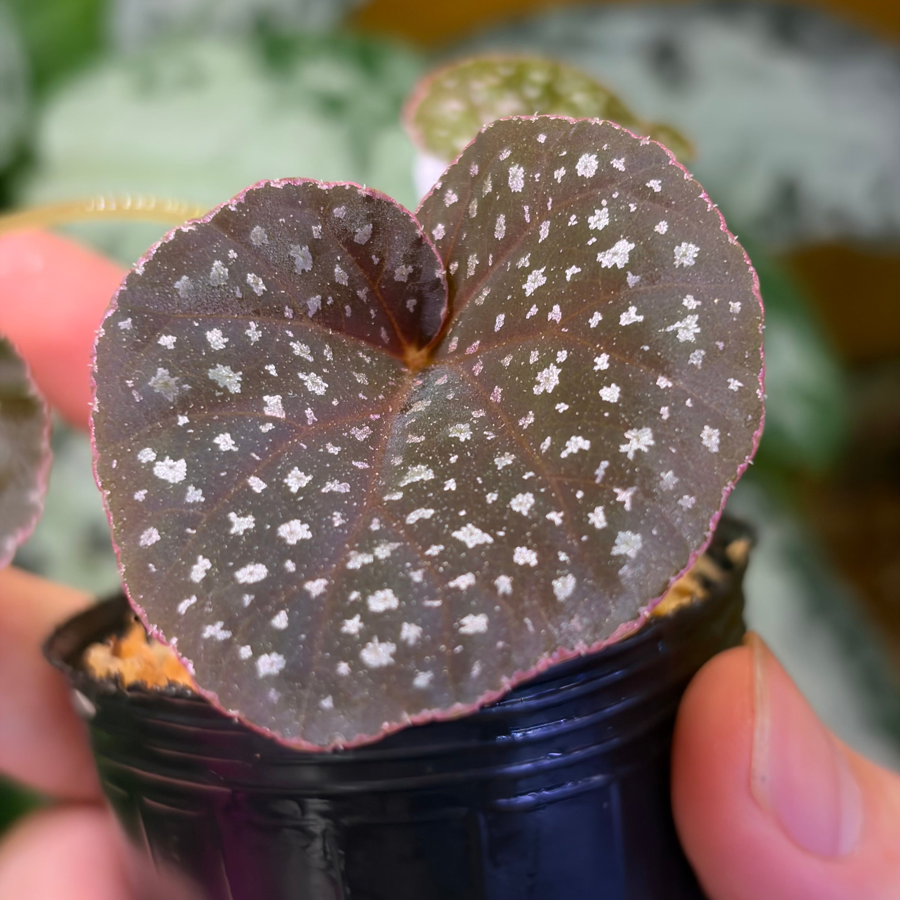 Begonia murina Thailand 緑葉タイプ 原種ベゴニア ムリナ | 熱帯雨林