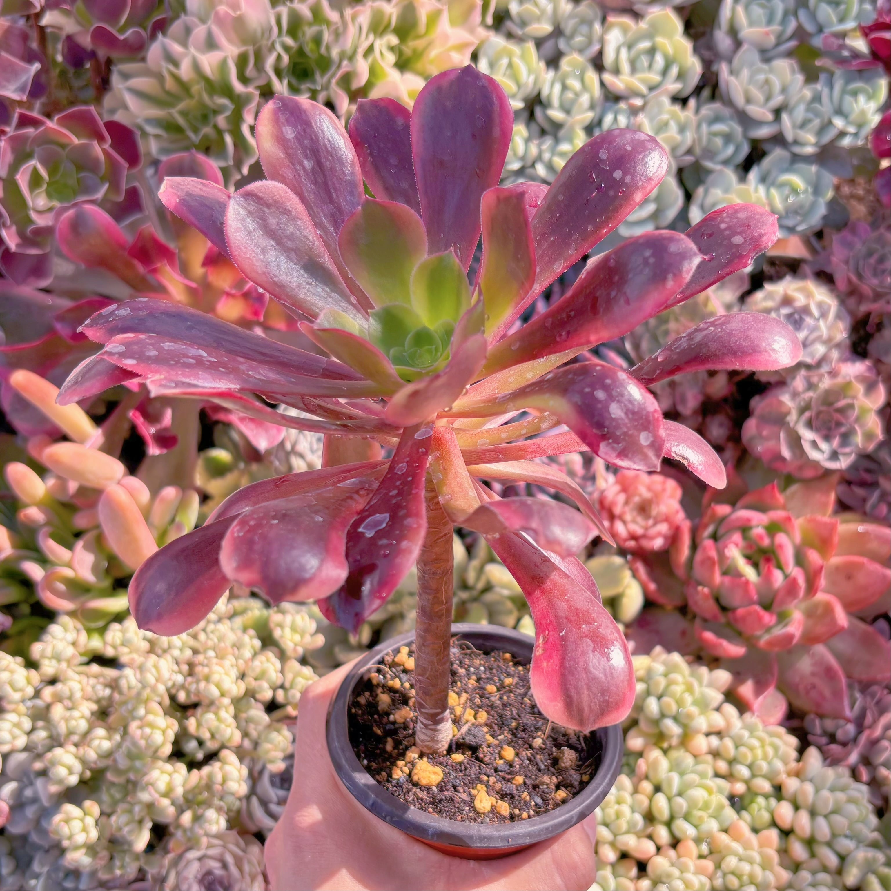 現品　カシミヤバイオレット錦#A17　るる農園