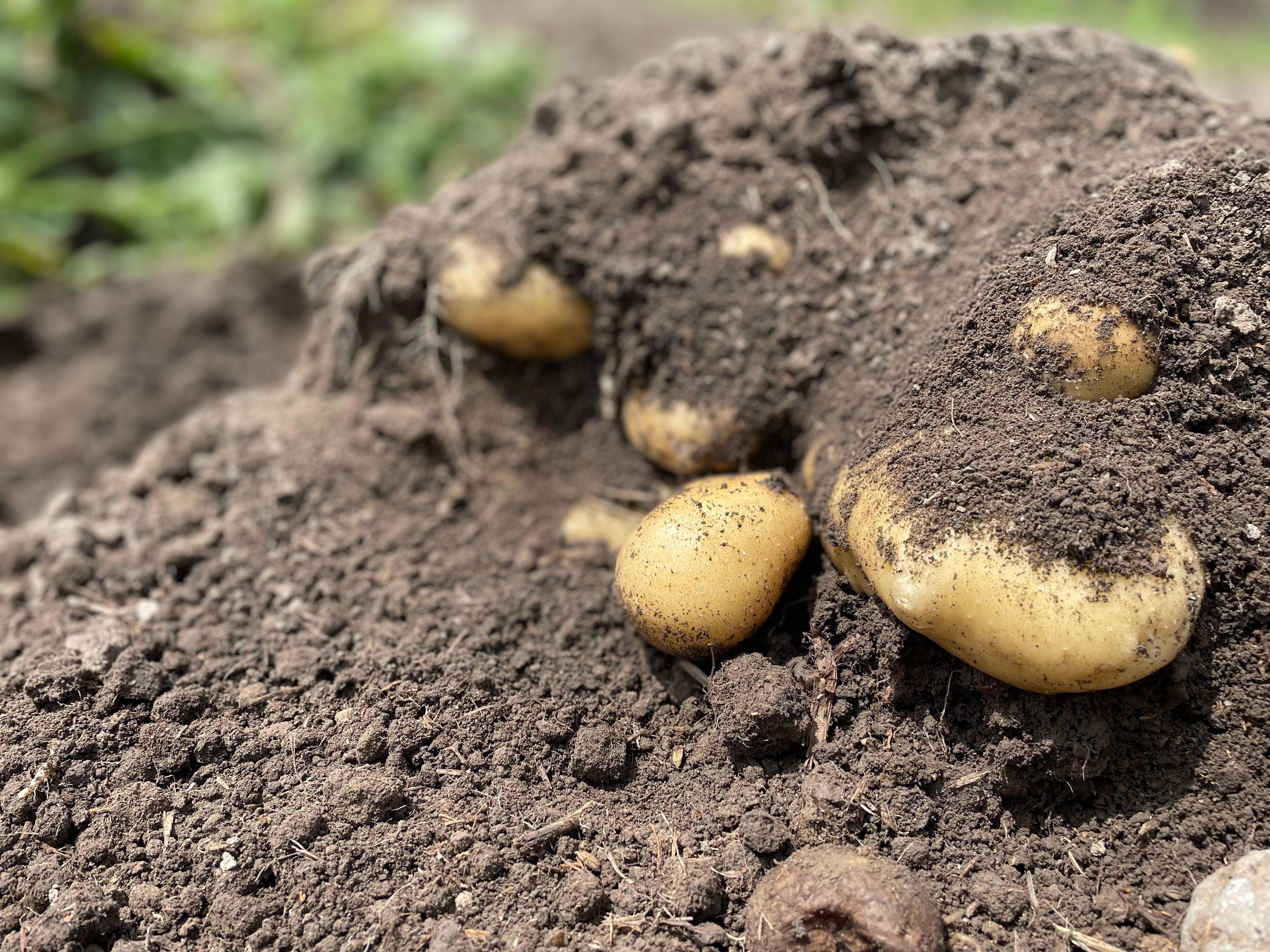 じゃがいも（長崎黄金） | でんすけ農場