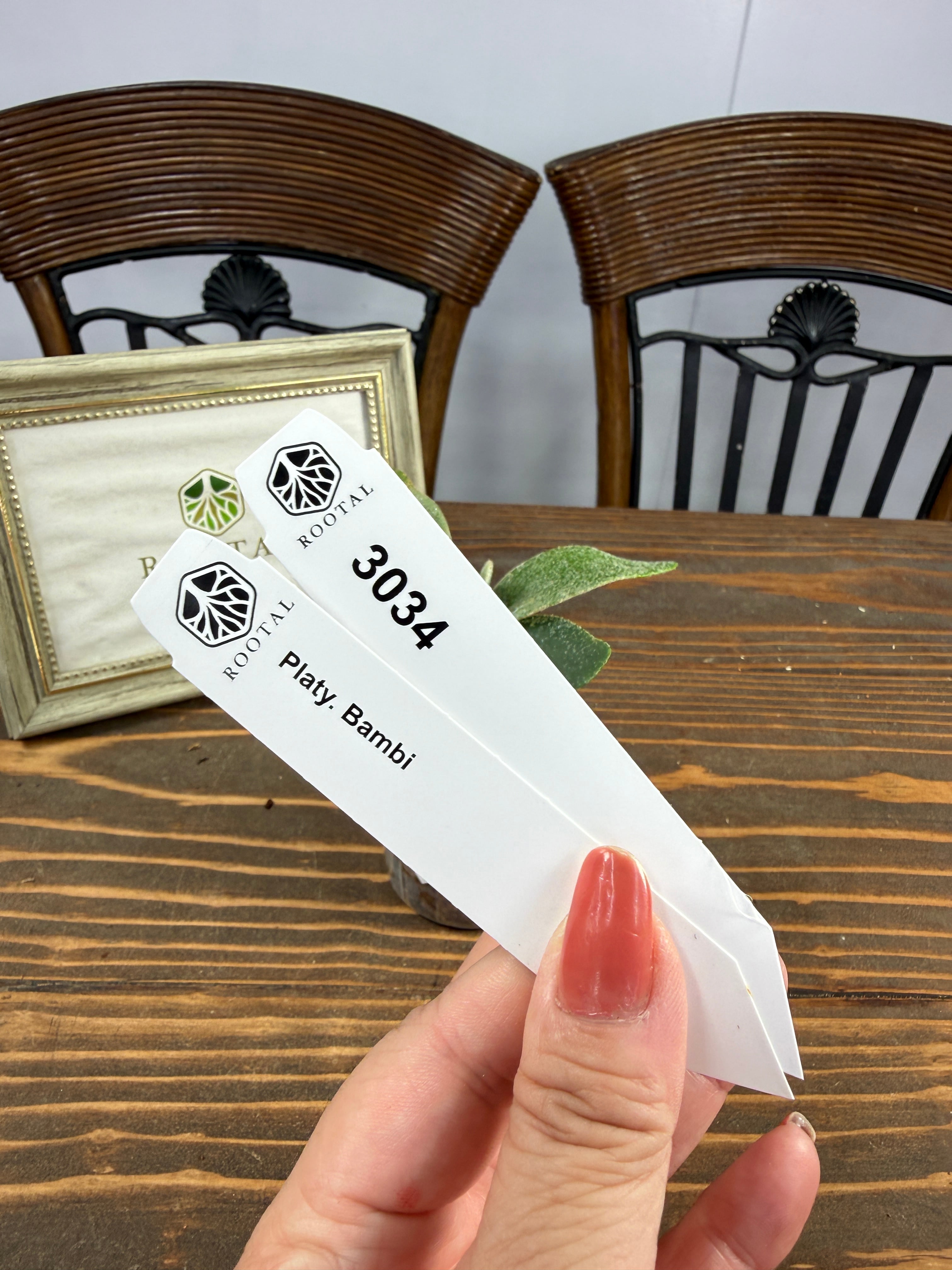 ビカクシダ | ROOTALPLANTS