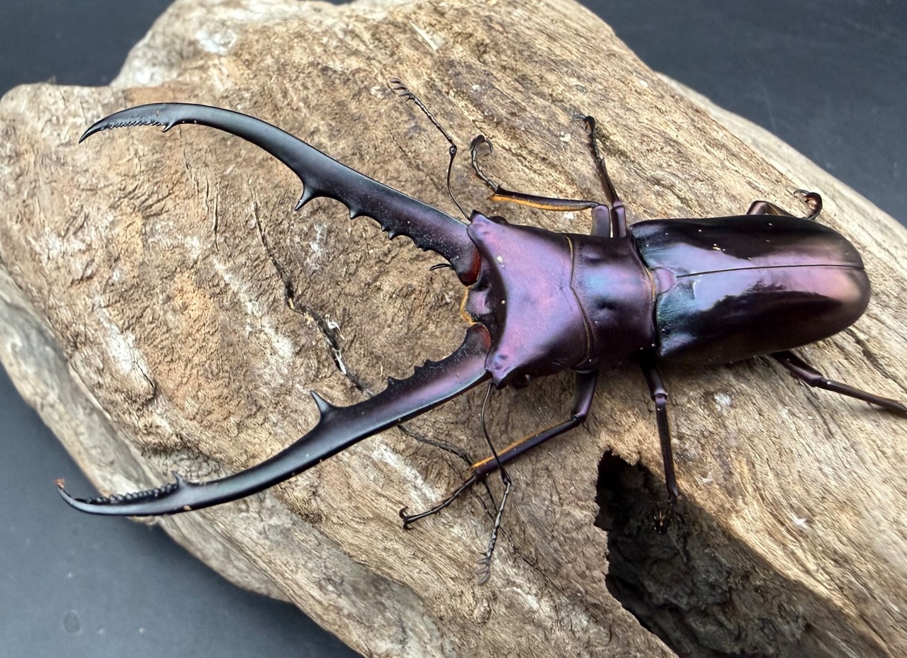 《メタリフェルホソアカ亜種フィナエ パープル系 66.5mm ペア》