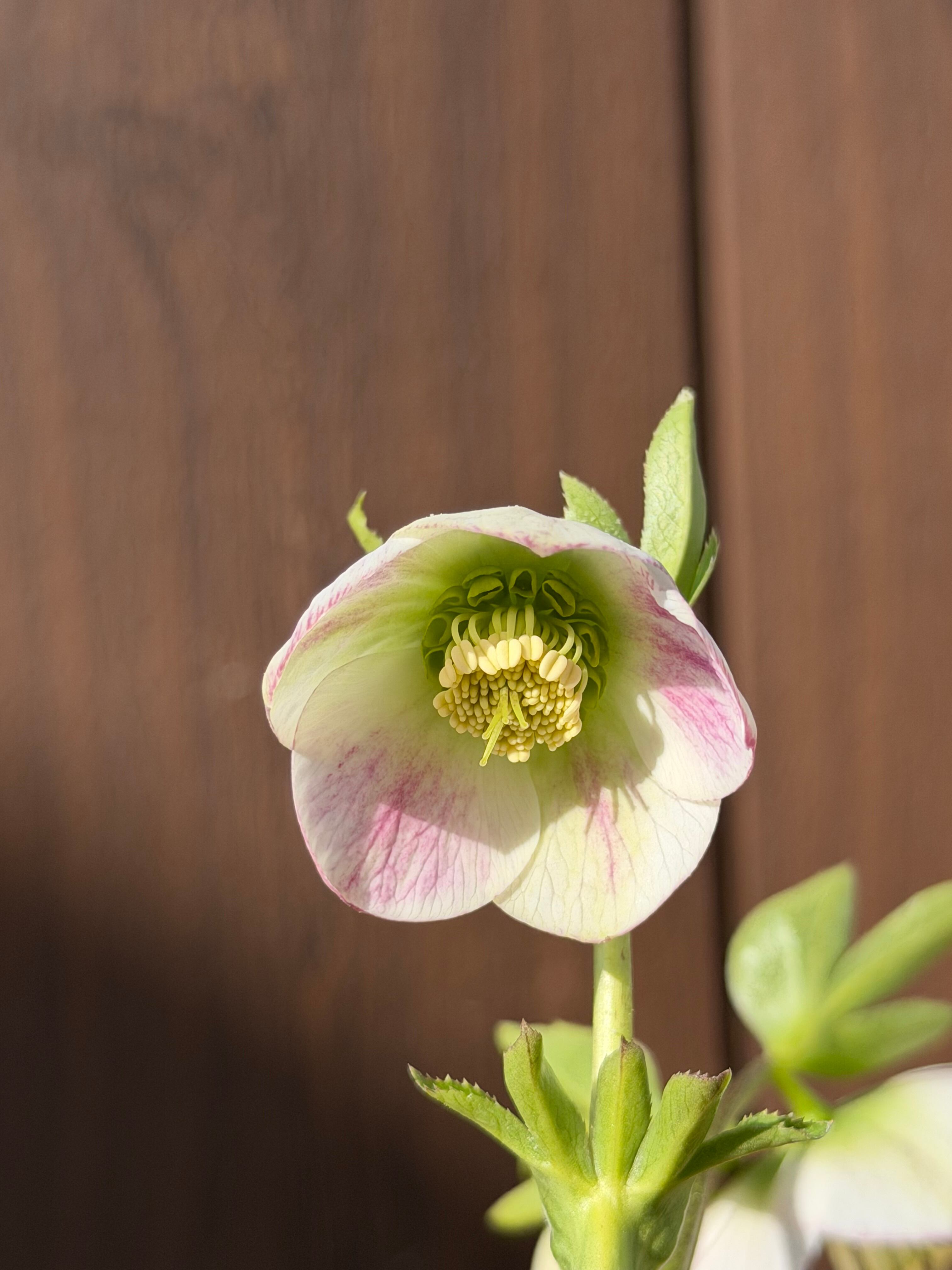 パステリッシュストレイン 大和園 クリスマスローズ【Ya07】送料無料