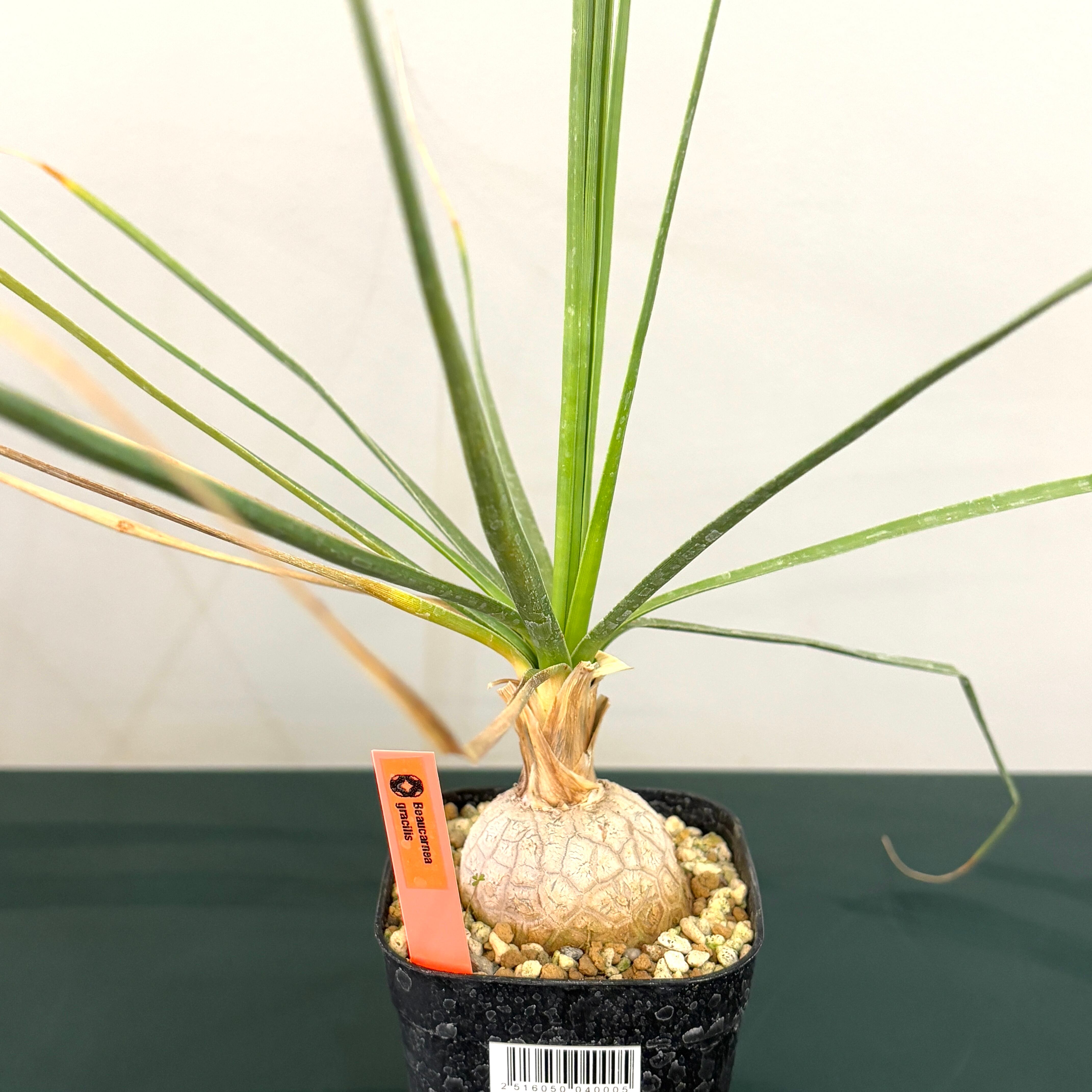 ボーカルネア グラキリス【017】