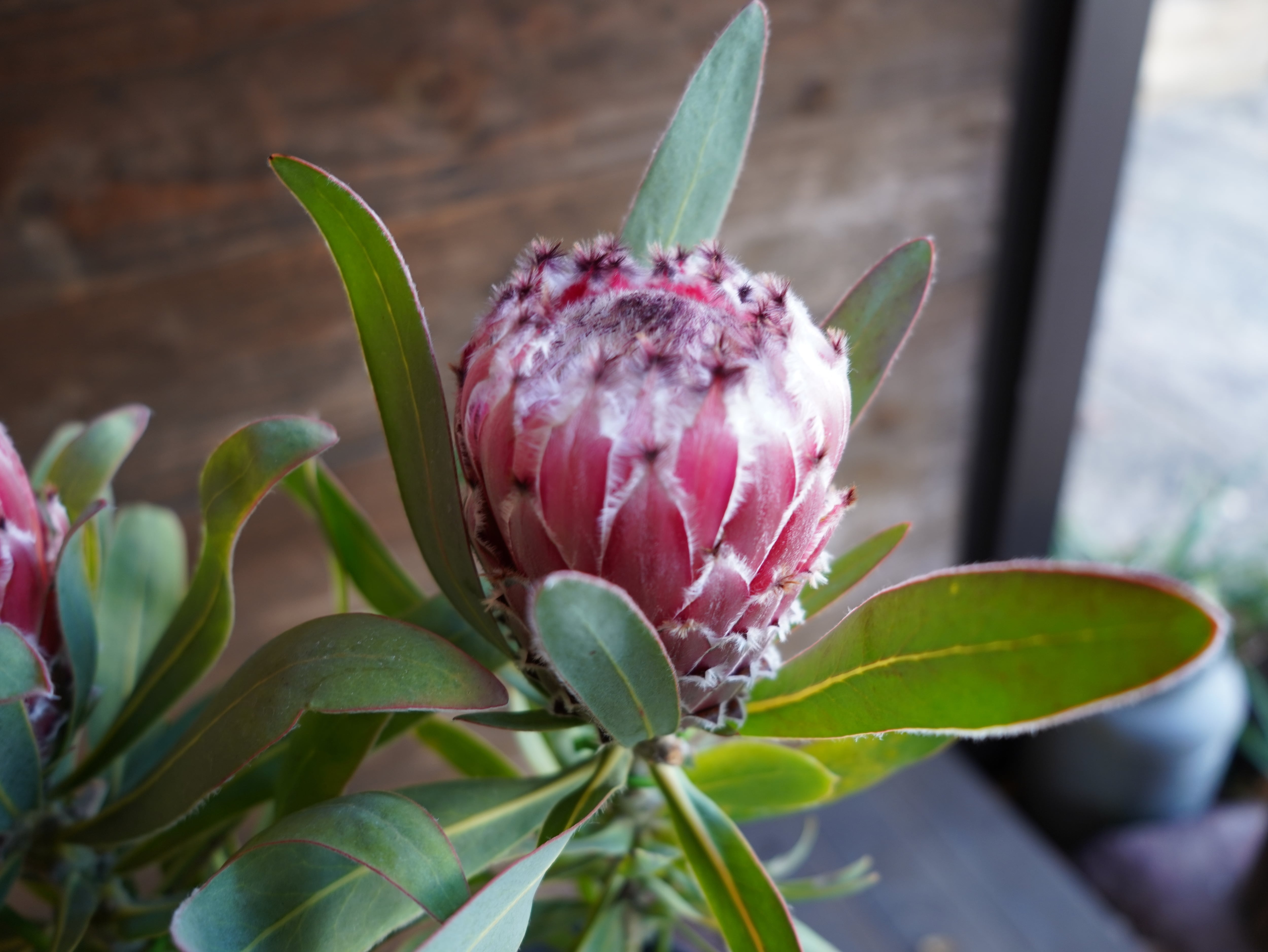 【現物】プロテア　”メイデイ”　