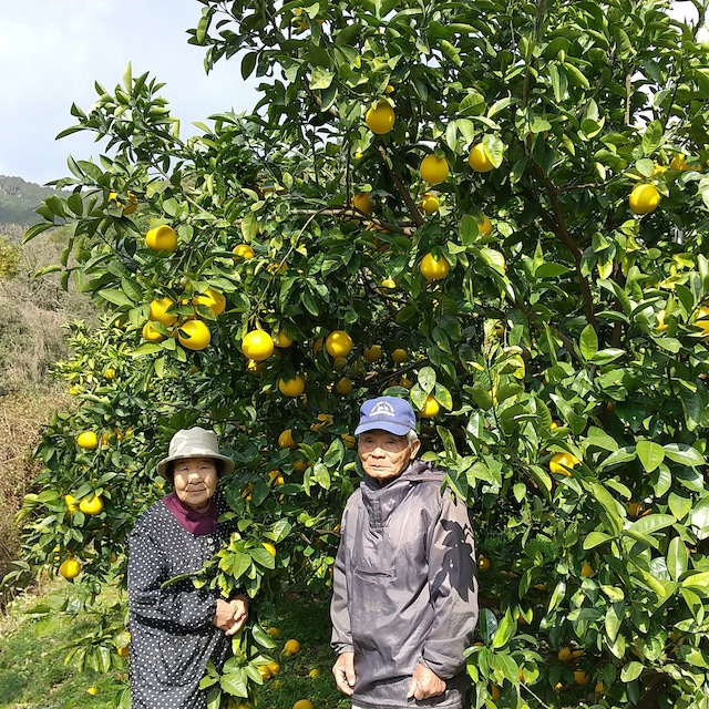 結（ゆい）果樹園の河内晩柑9kg（家庭用）