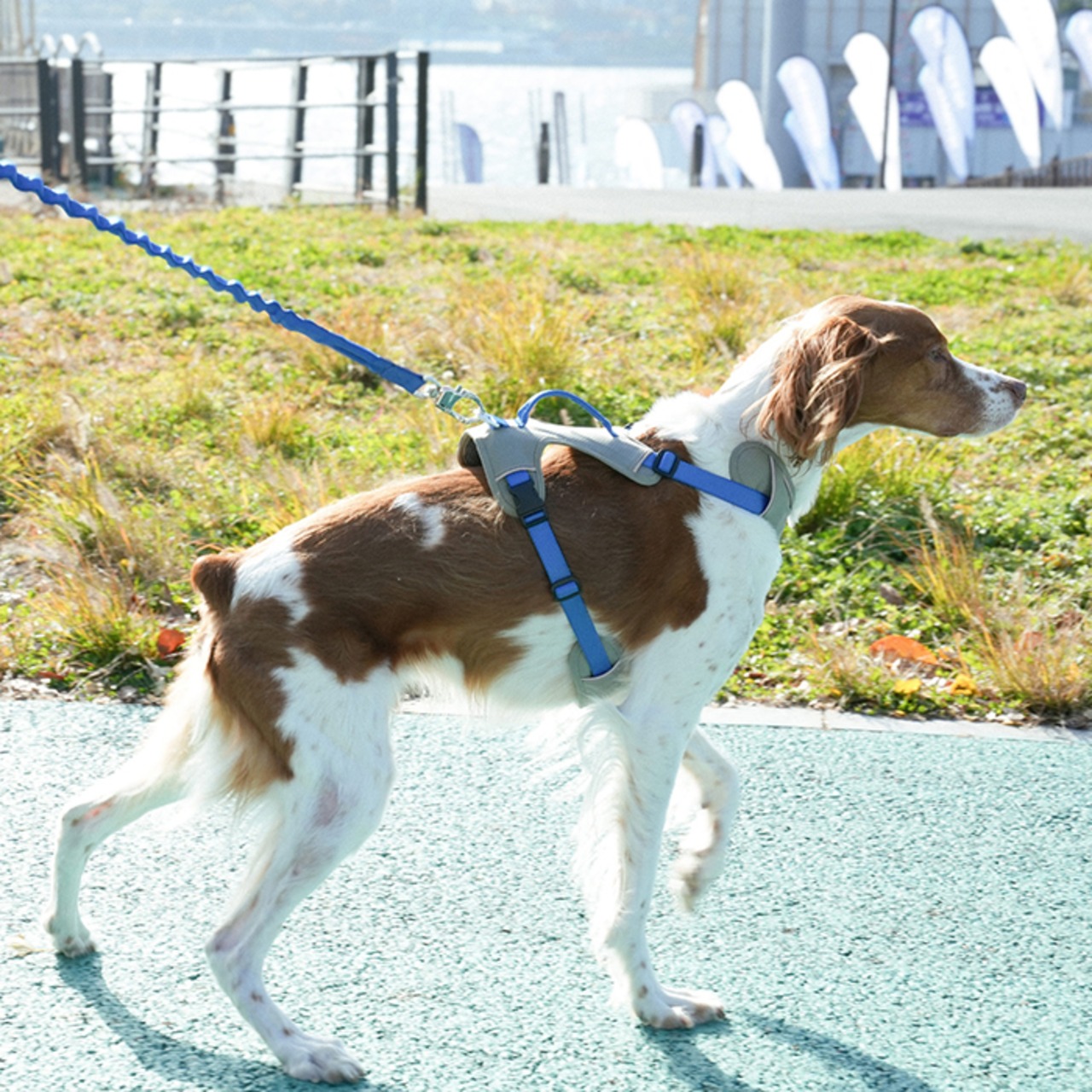 ※予約【puppygallery公式】Momentum - Basic Leash バンジータイプ 幅 2.5cm 長さ 125〜200cm（調節可能）