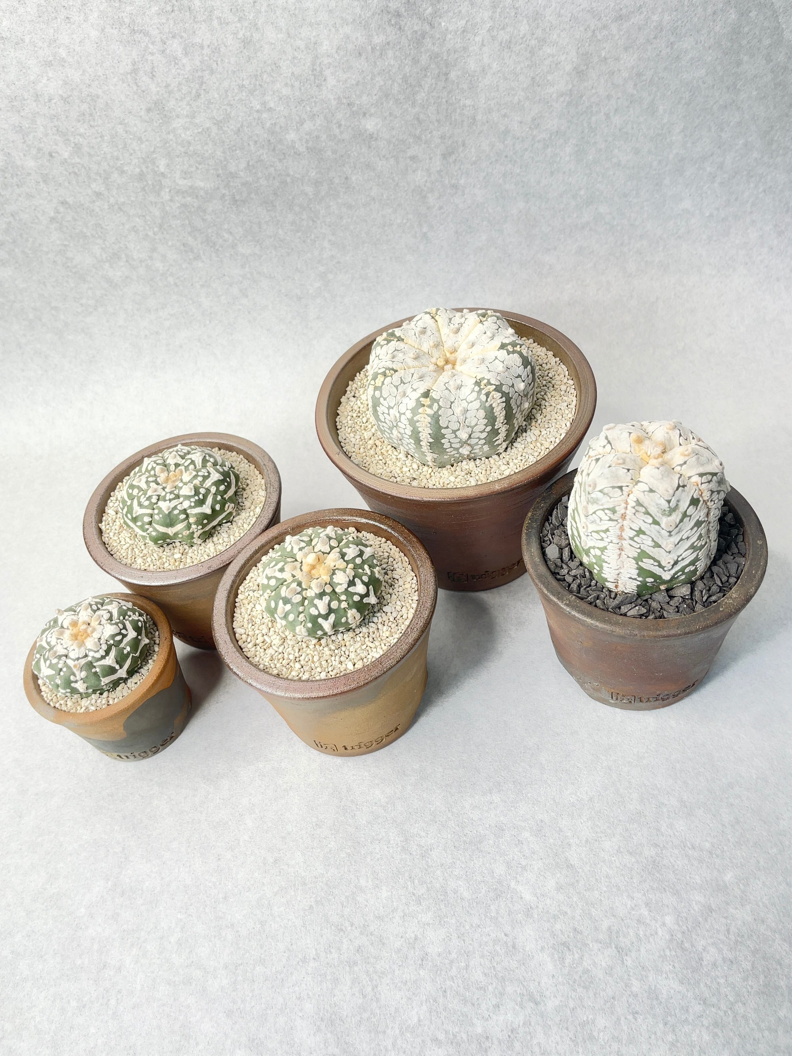 アストロフィツム・スーパー兜 | trigger