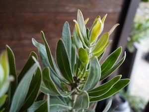 【現物】プロテア ”スペシャルピンクアイス” C