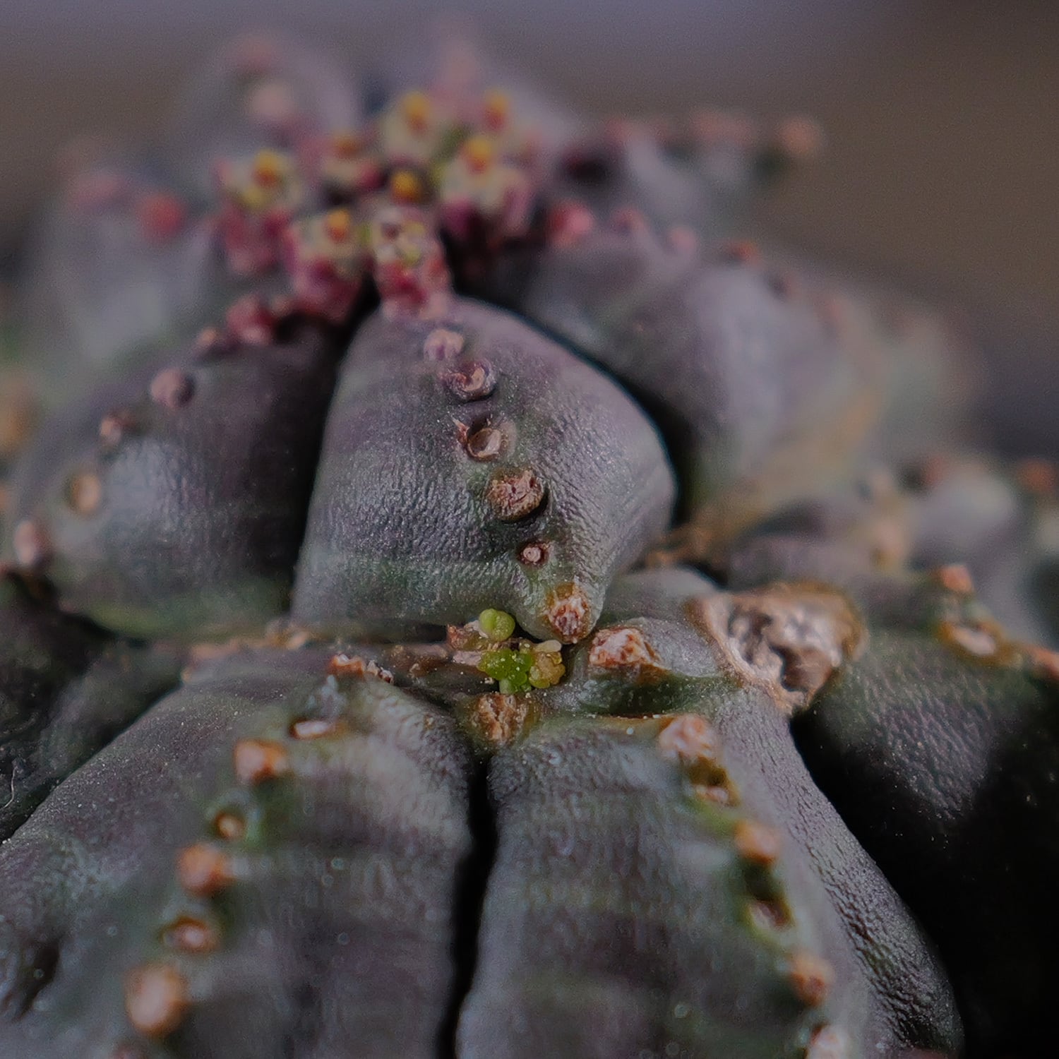 超扁平 仔吹き モンスト 捻じれ マイクロ オベサ / ユーフォルビア