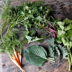 ミニウサギ便 送料込