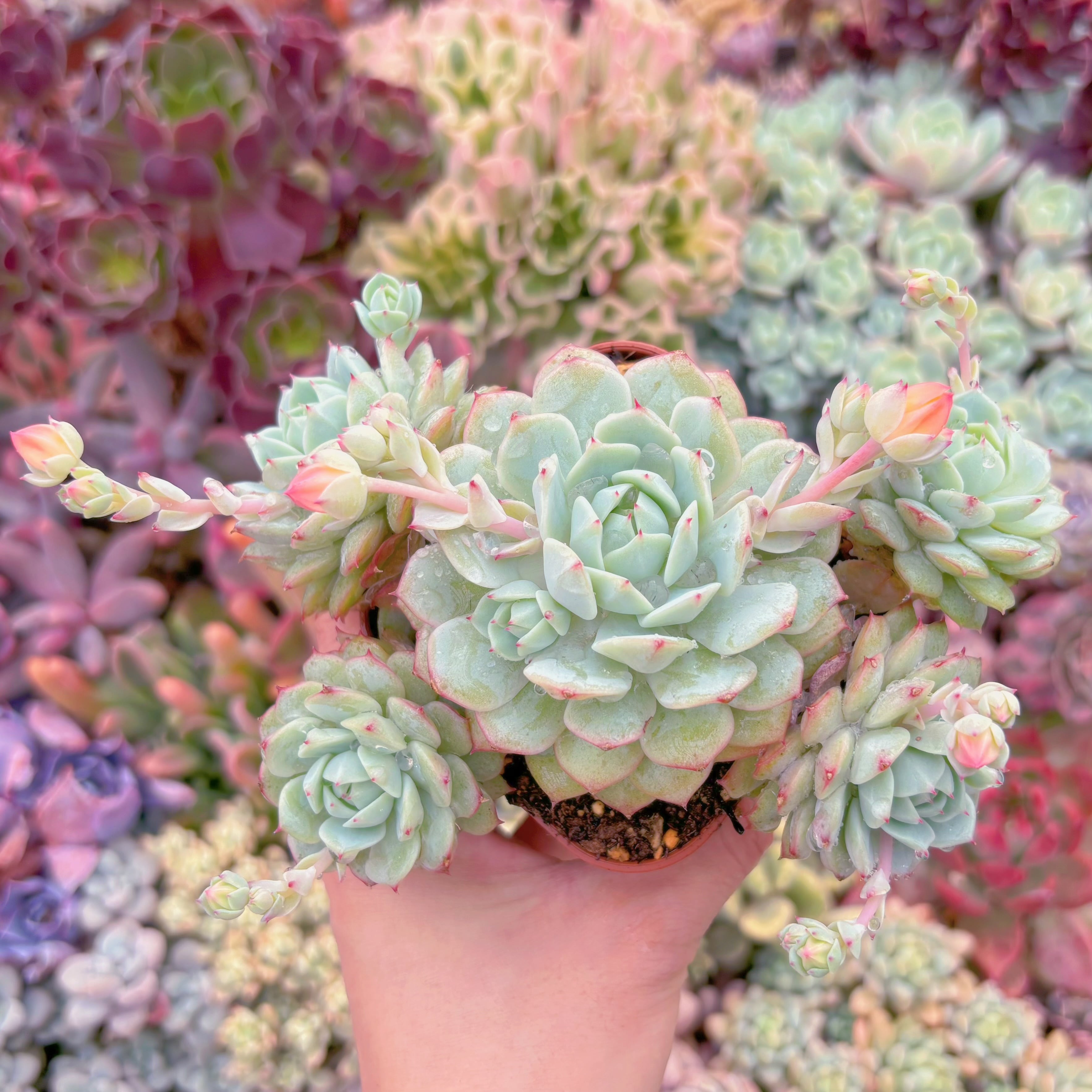 現品　静夜#061　大群生　るる農園