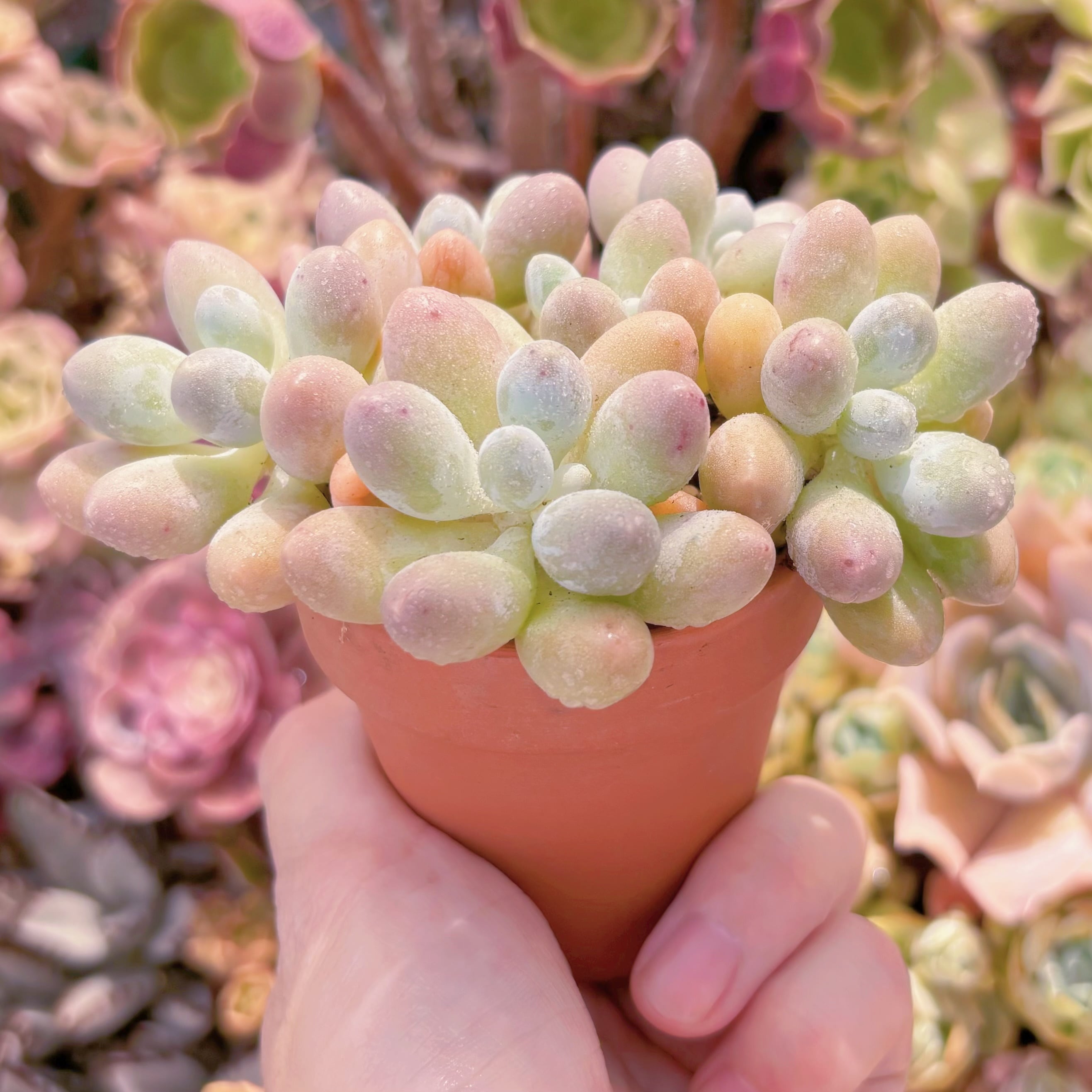 多肉植物 湯園チーズ(6頭) 新入荷 るる農園 | るる農園~多肉植物専門