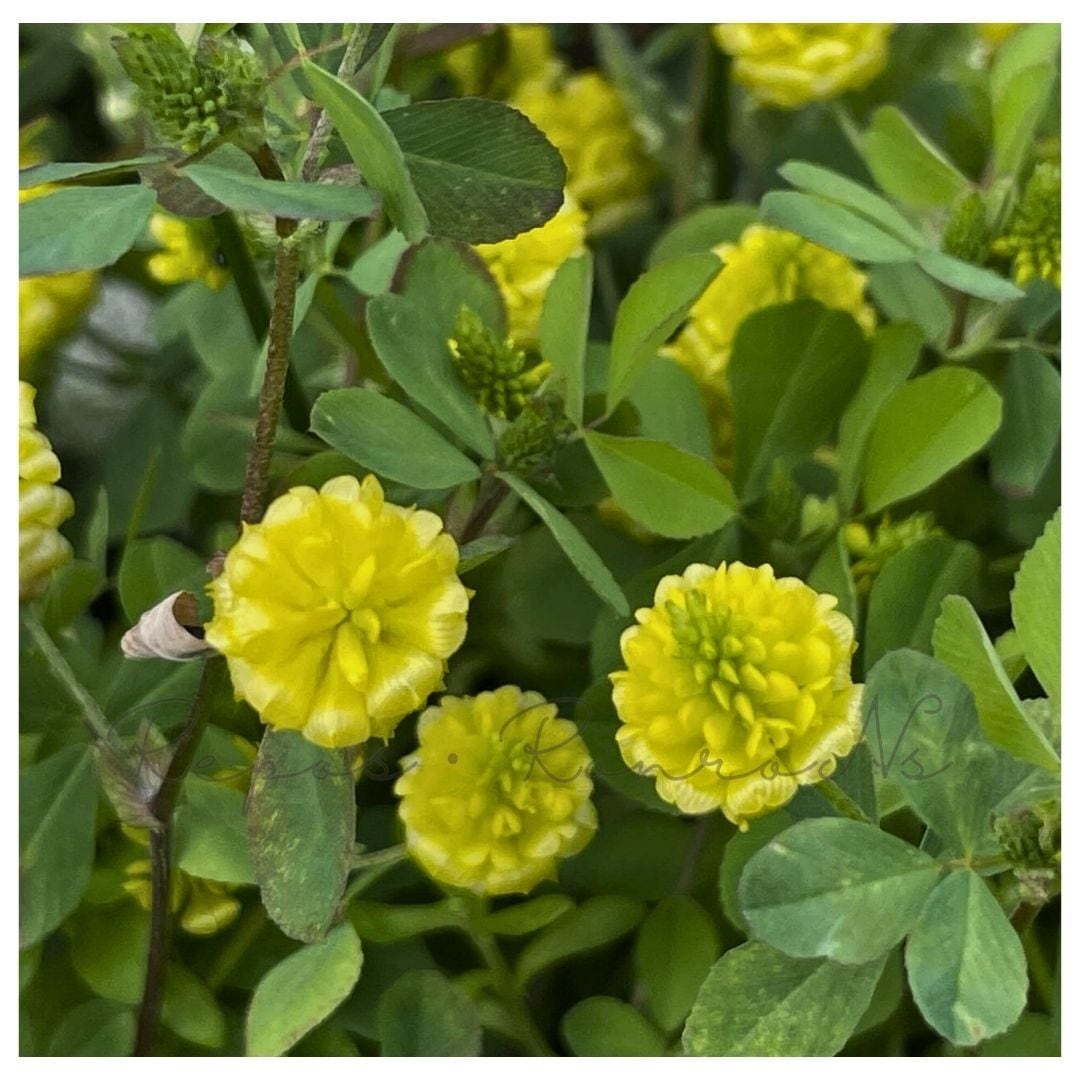 トリフォリウム・ラッキークローバー(3号)寄せ植え グランドカバー 四つ葉のクローバー