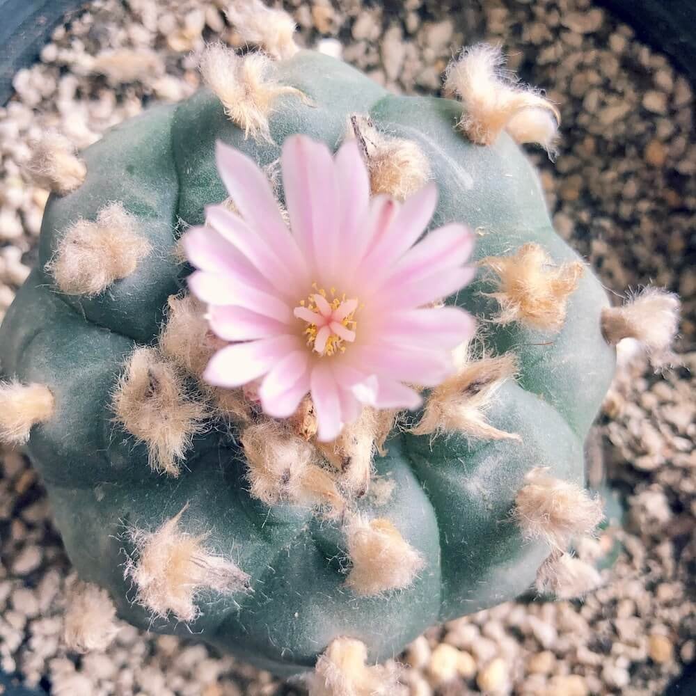 ロホホラ 鳥羽玉（花） | 植物屋 fytó