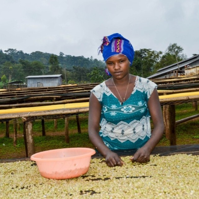 エチオピア ジマ ゲラ農園 ウォッシュ G1