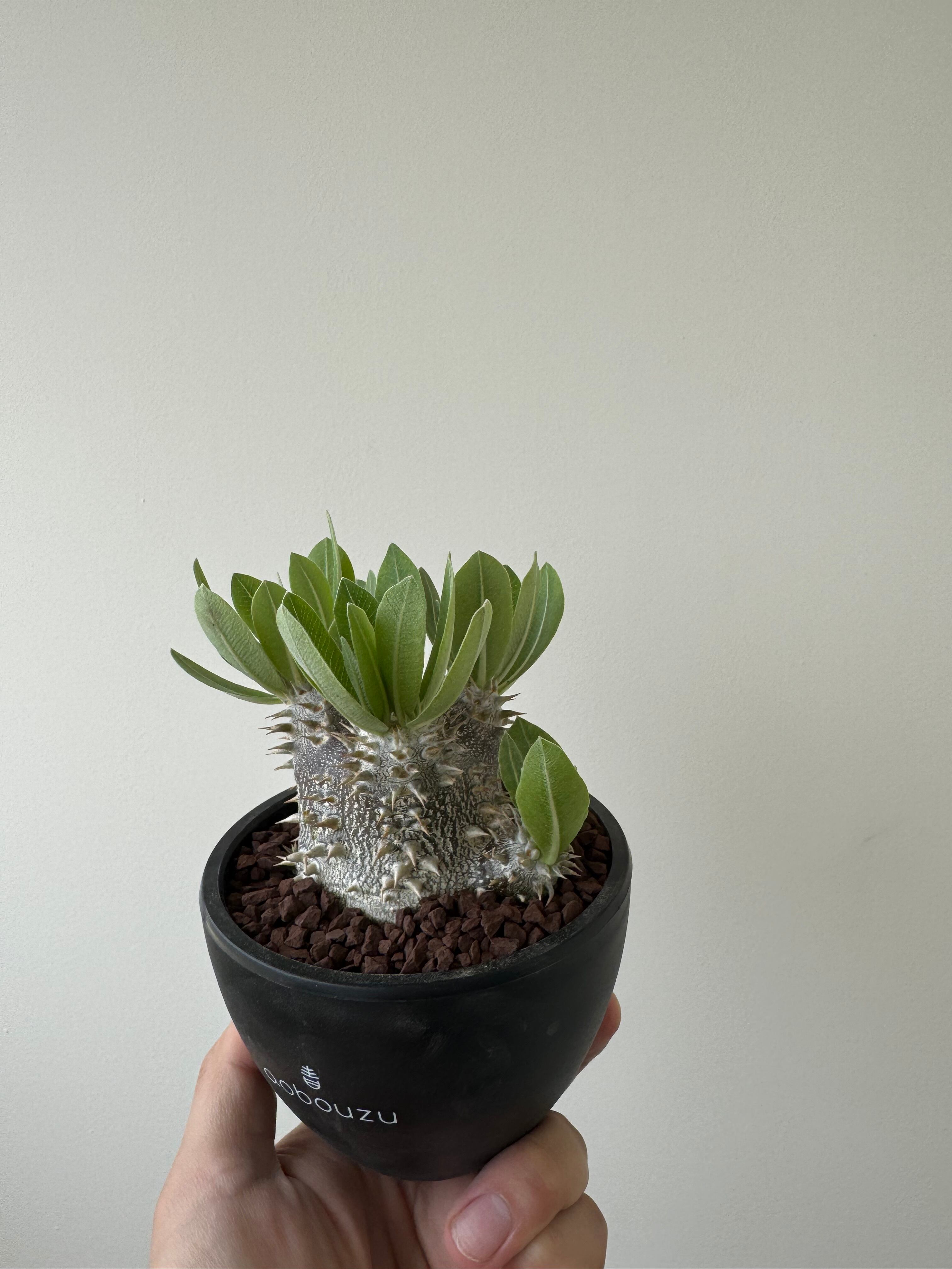 パキポディウム タッキー×恵比寿大黒　ハイブリッド パキポディウム タッキー×恵比寿大黒 ハイブリッド パキポディウム