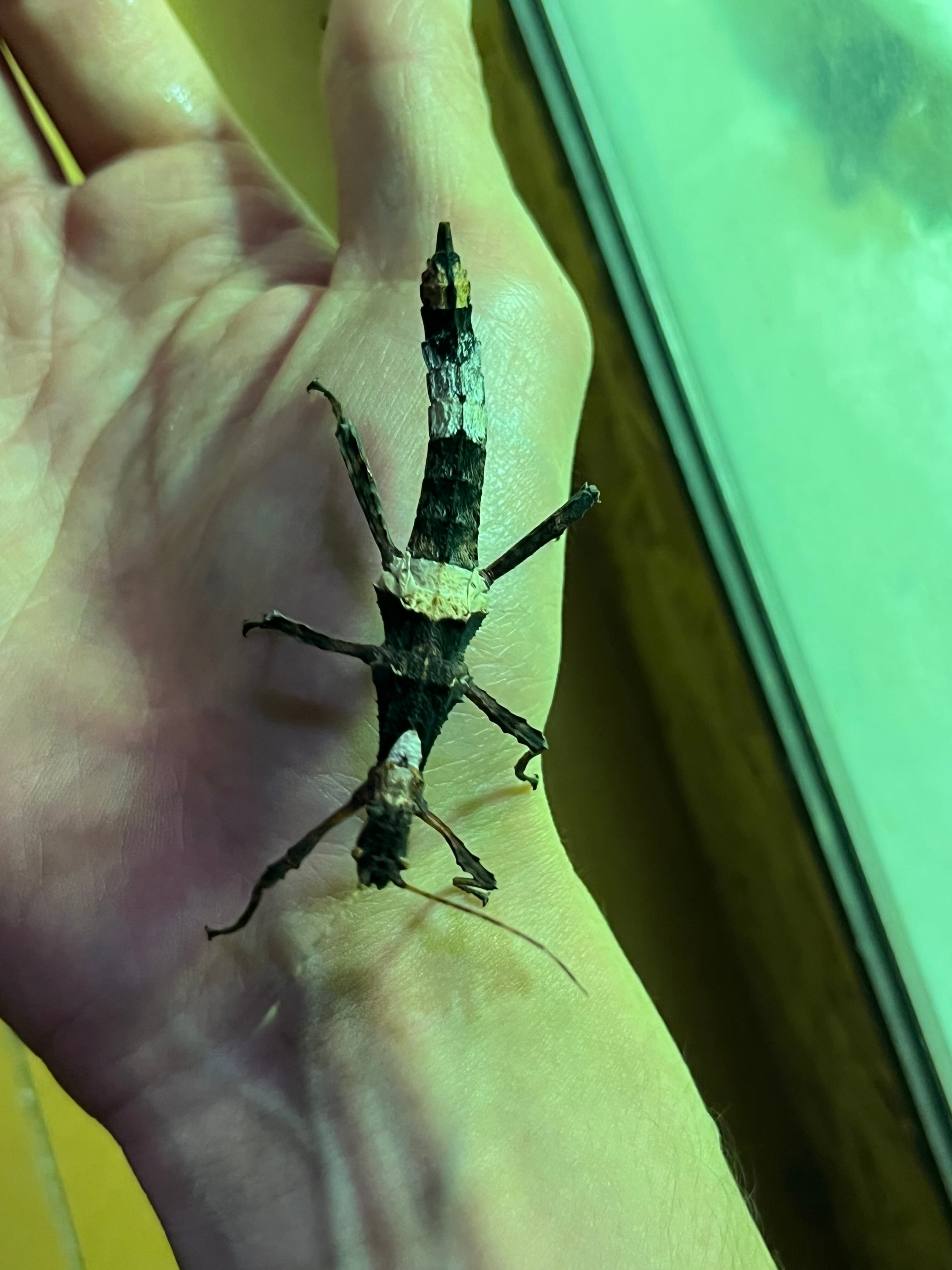 ナナフシ | オモニキチュウ