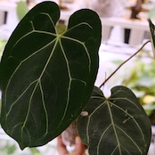 Anthurium 'Black Velvet' × Magnificum / アンスリウム ブラックベルベット×マグニフィカ厶