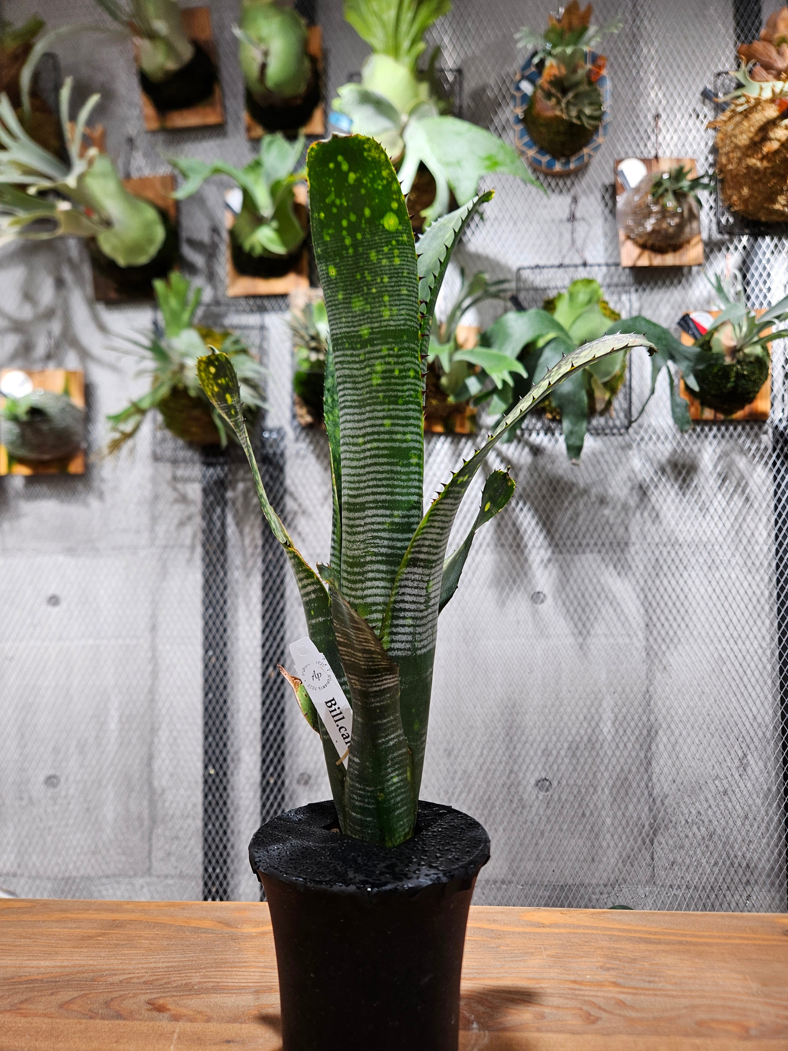 PLANTS | artPLANTs （アートプランツ）