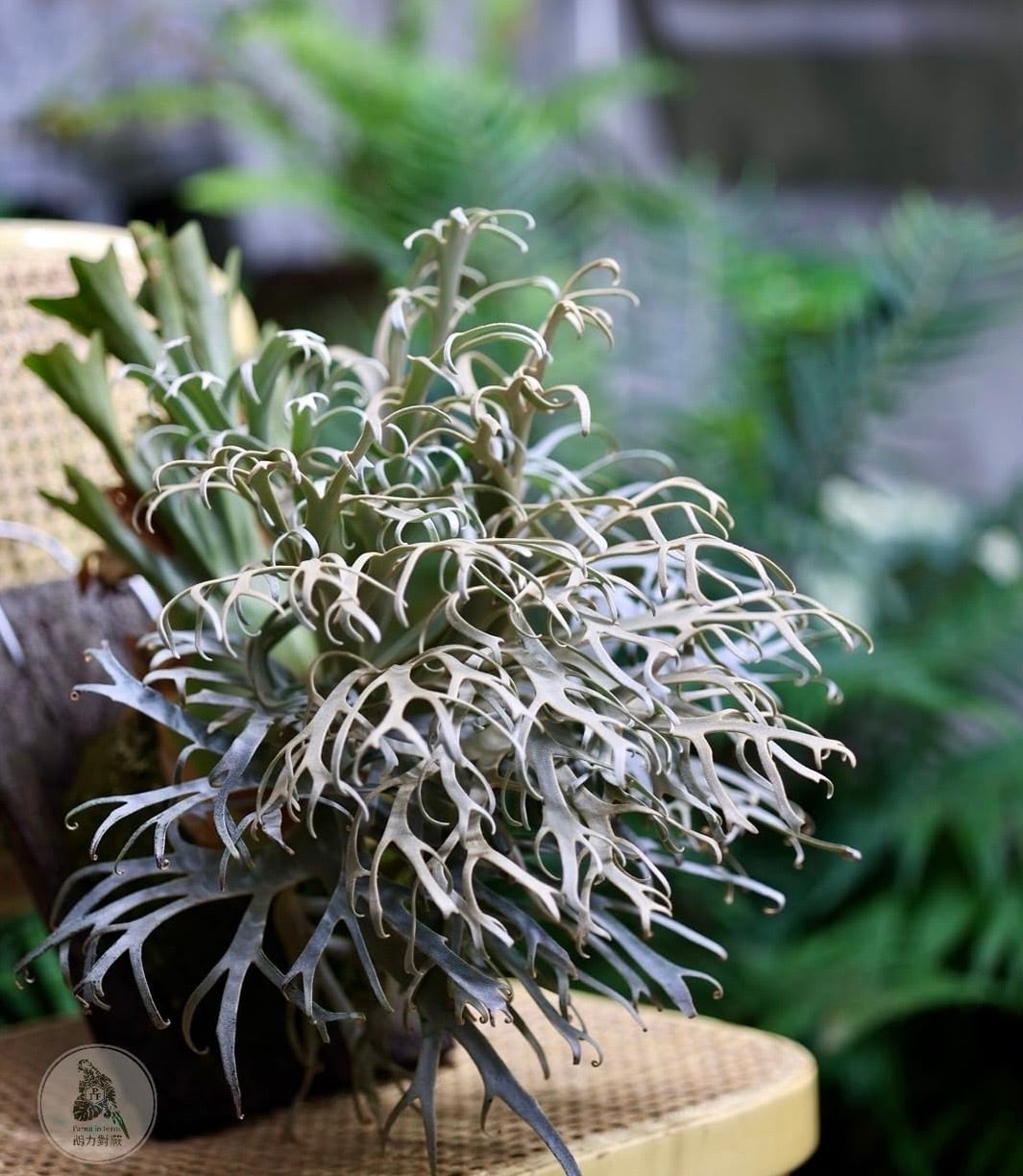 vandaka plants