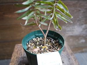 【現物】リューカデンドロン ”Gypsy Silver” B