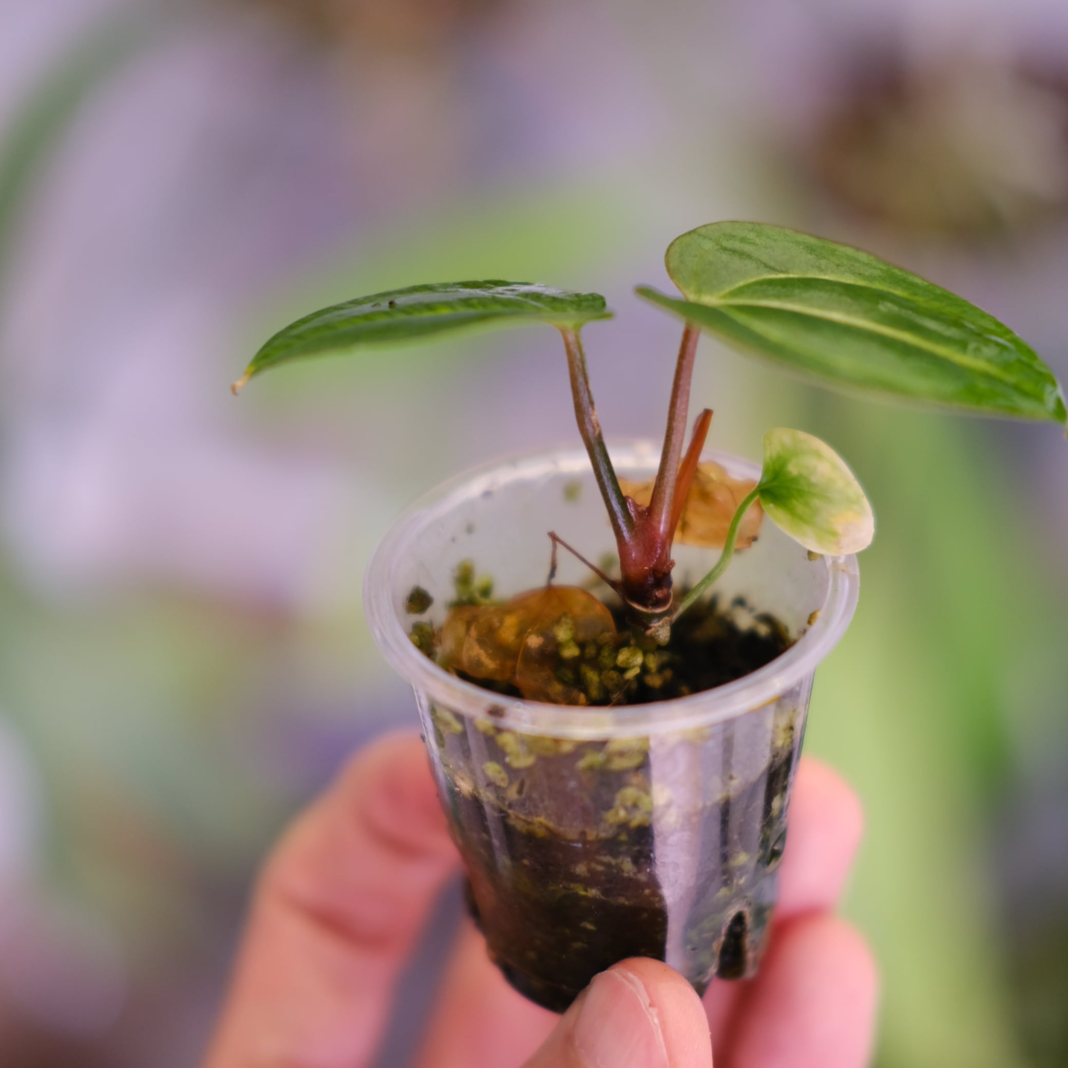 Anthurium carlablackiae アンスリウムカーラブラッキアエ 🌱 Anthurium carlablackiae 🌱 Beautiful blue screen💙🖤 一眼レフ