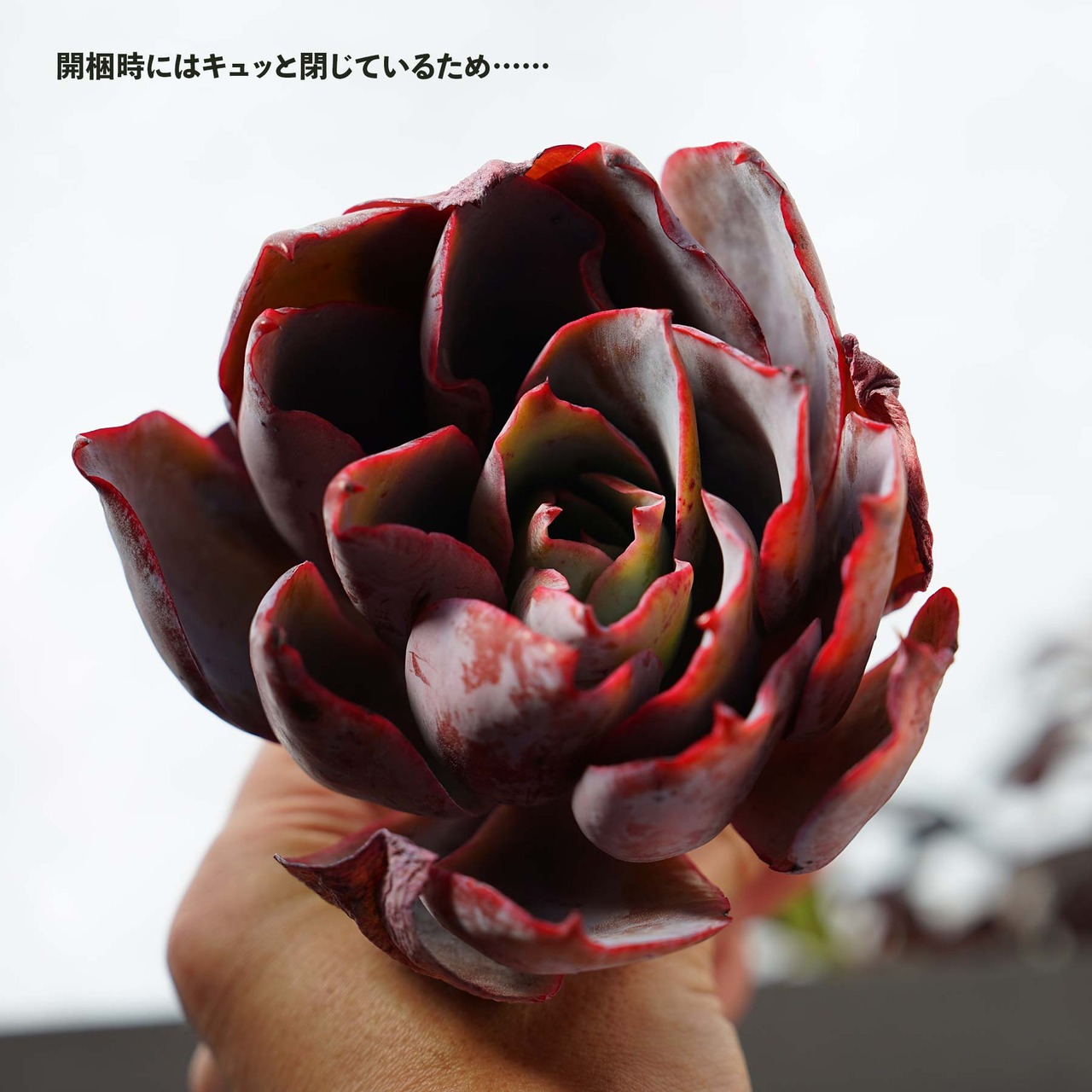 カット苗 アフターグロウ 大株 Echeveria 'Afterglow'