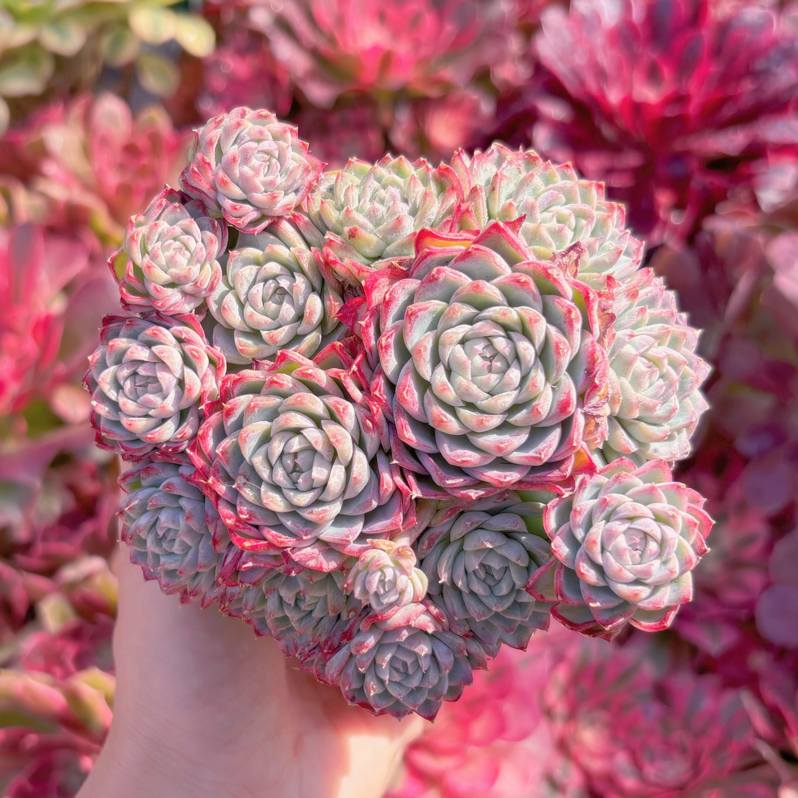 現品　女王花冠#007　群生　新入荷　るる農園