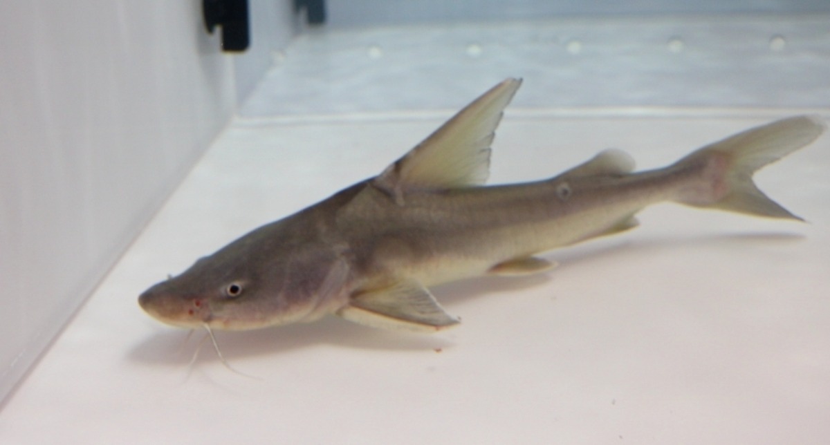 スタージョンシーキャット(±33㎝) | アロワナ等の大型魚・熱帯魚の 