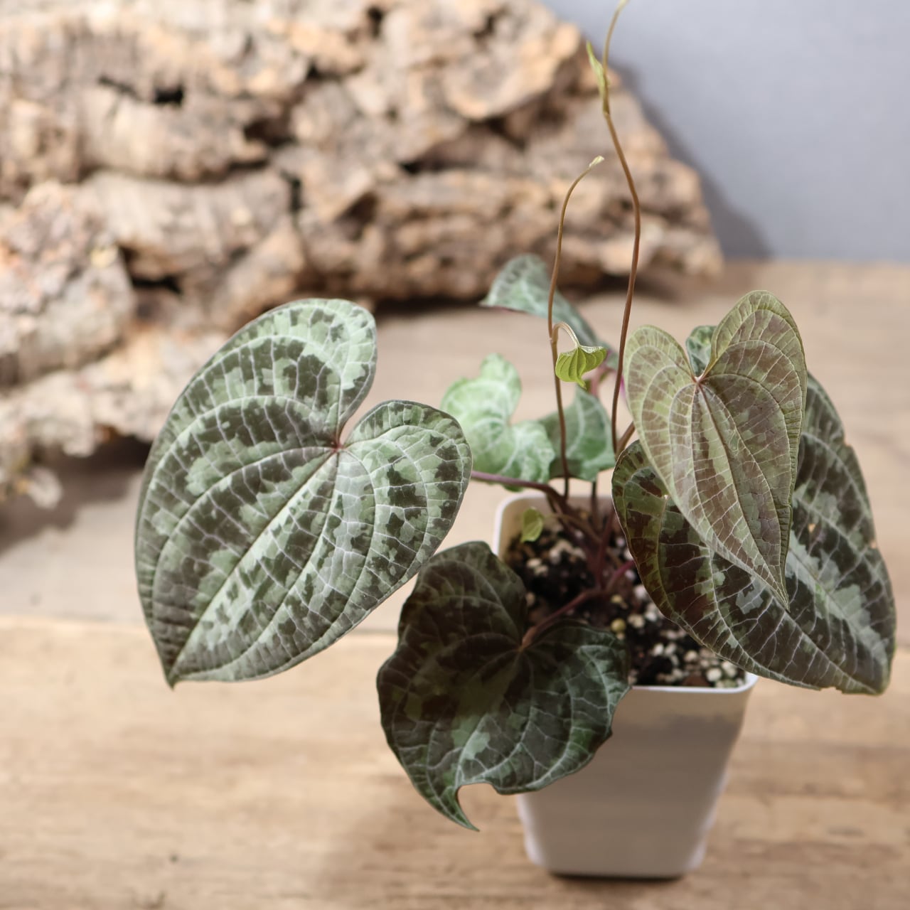 マルプランツページ MARX PLANTS | 観葉植物・多肉植物・塊根植物
