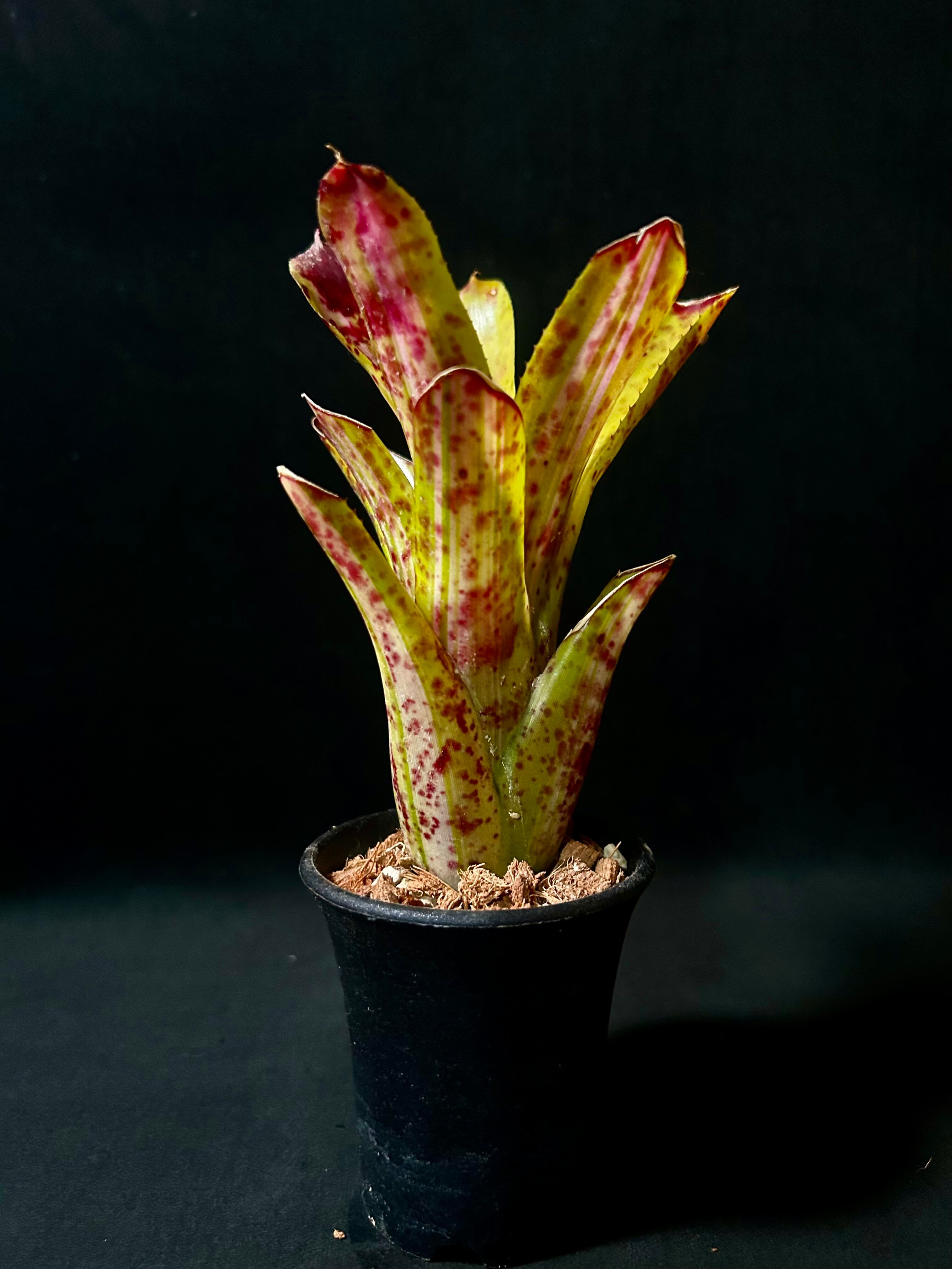 現品］【珍しい】96番 ブコニア レクルバータ バリエガータ 7号 観葉