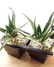 抜き苗 ガストラロエ 満天の星 Gasteraloe 'Manten no Hoshi'