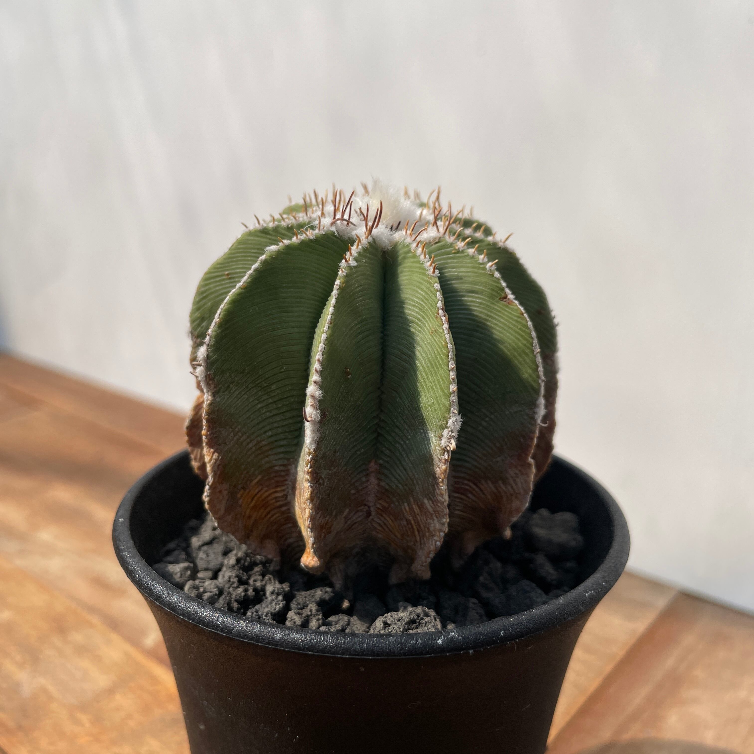 Aztekium hintonii【アズテキウム・ヒントニー・カキ仔】 | RIMO'S