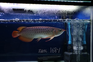 紅龍No.1681（スーパーレッド）☆ハイクオリティ☆  ±35㎝