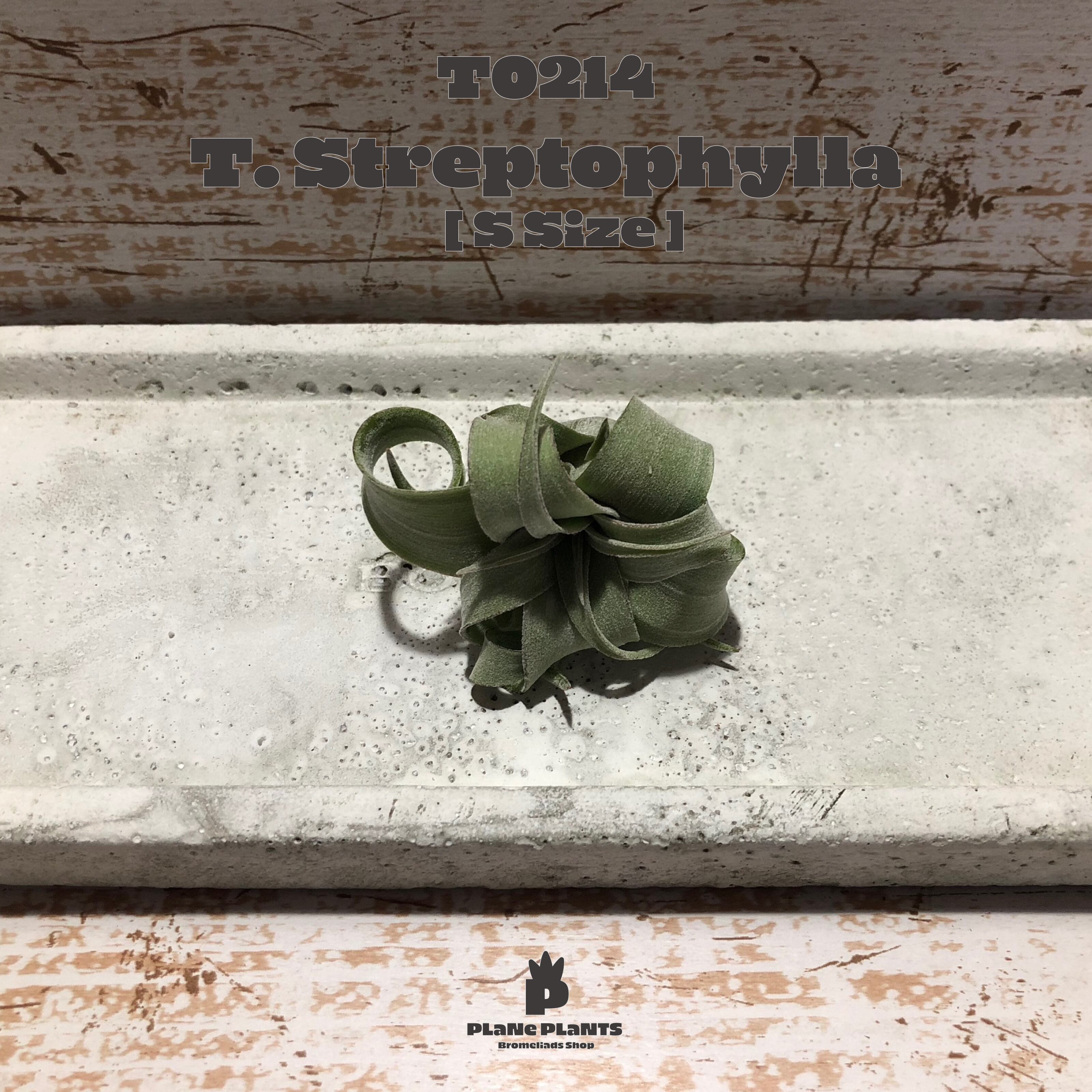 【送料無料】ストレプトフィラS〔エアプランツ〕現品発送T0214