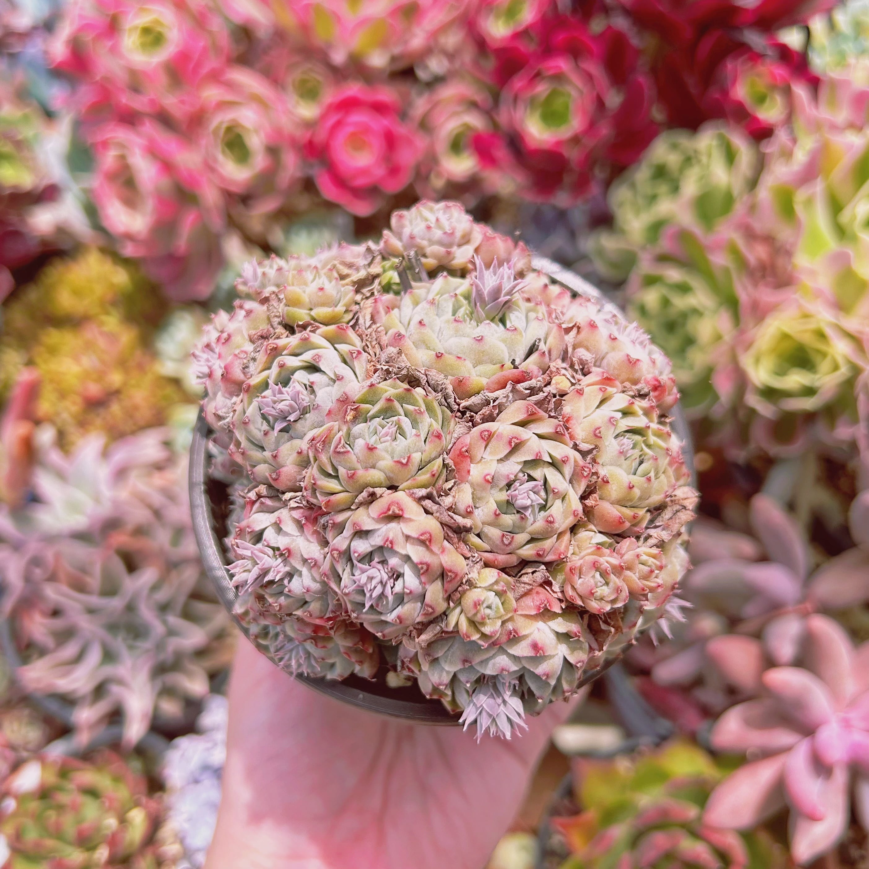 #1154現物　多肉植物　グロブローサxヒューミリス　特大