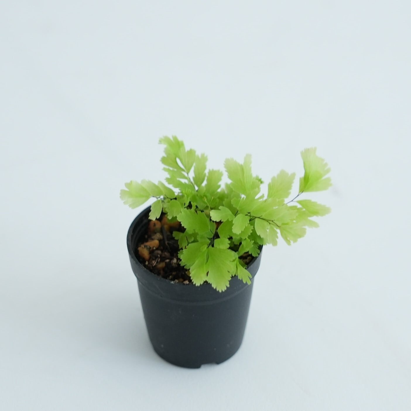 アジアンタム テネルム”ピーコック”（シダ植物） 苔テラリウム作製用